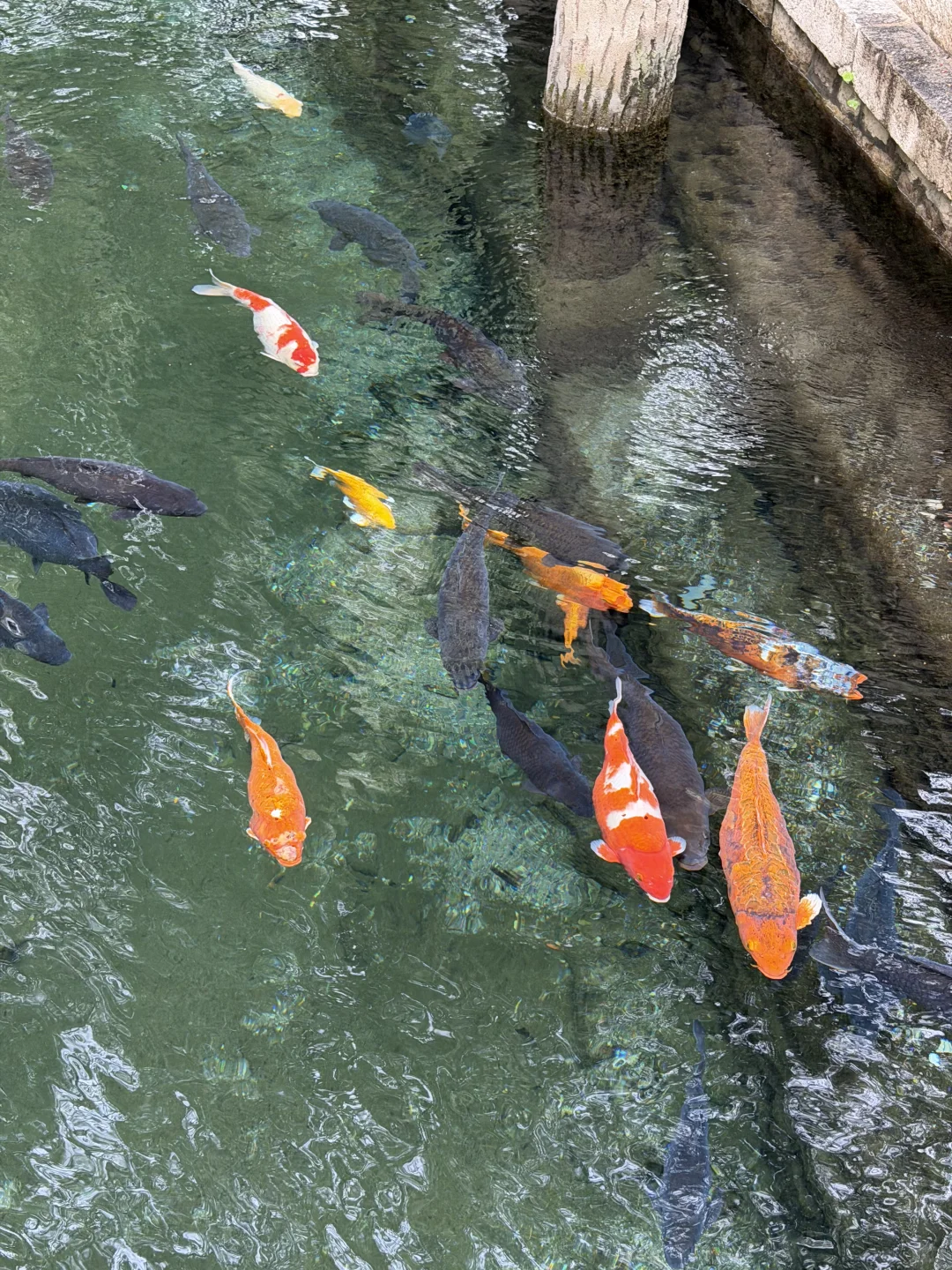 11月，趵突泉最新消息‼️要去济南的赶紧码住