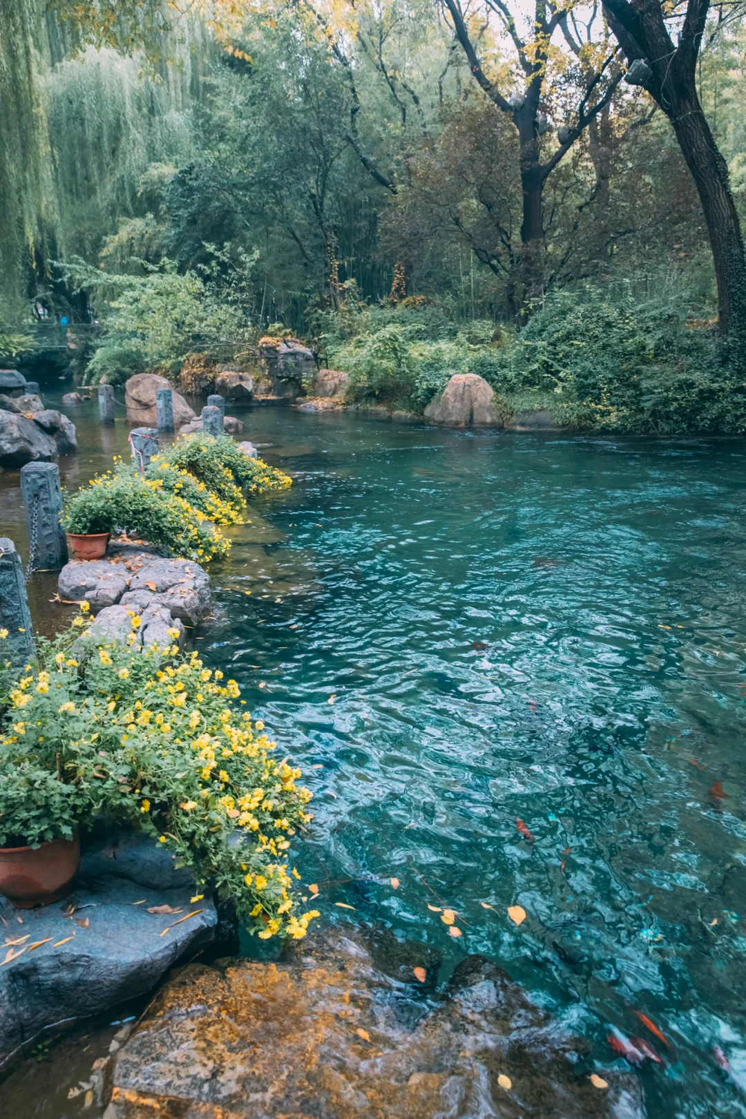 在老舍笔下的济南，拍到了秋日画卷