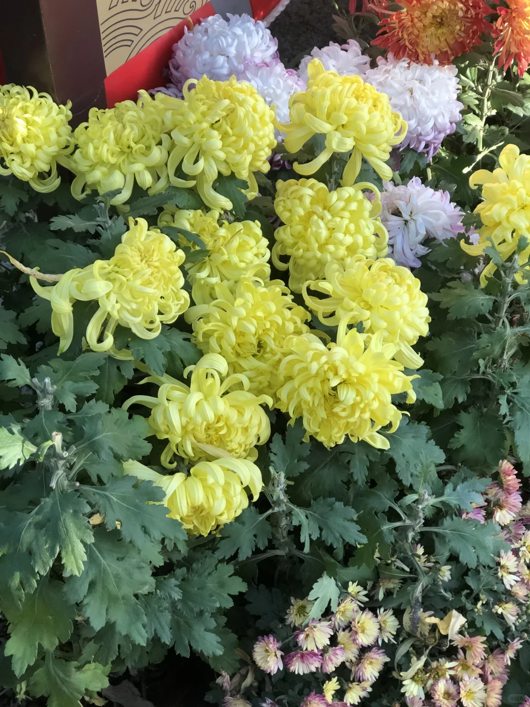 来济南啦 | 在趵突泉看小桥流水人家！