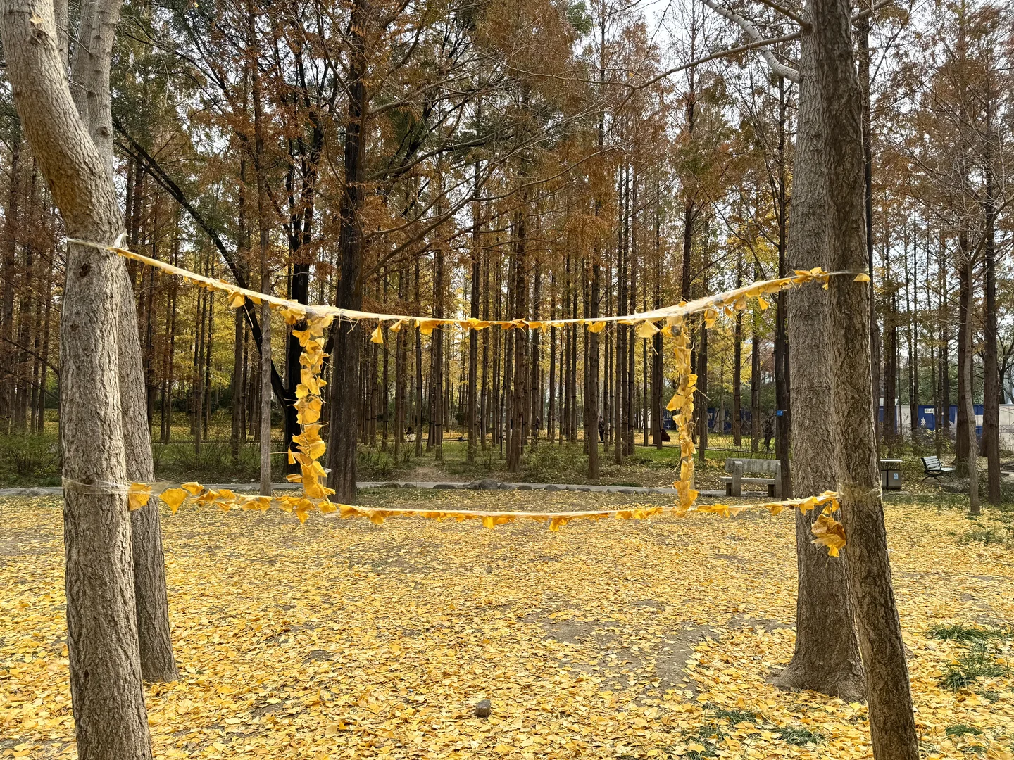 入秋，银杏叶落，满地金黄🍂