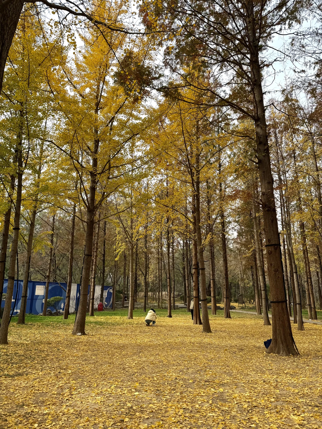 入秋，银杏叶落，满地金黄🍂