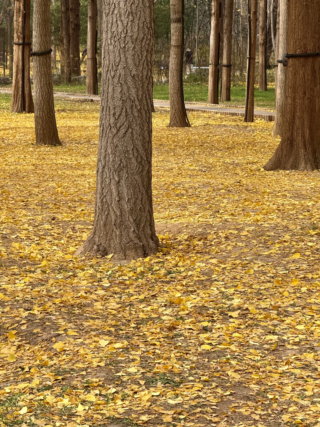 入秋，银杏叶落，满地金黄🍂