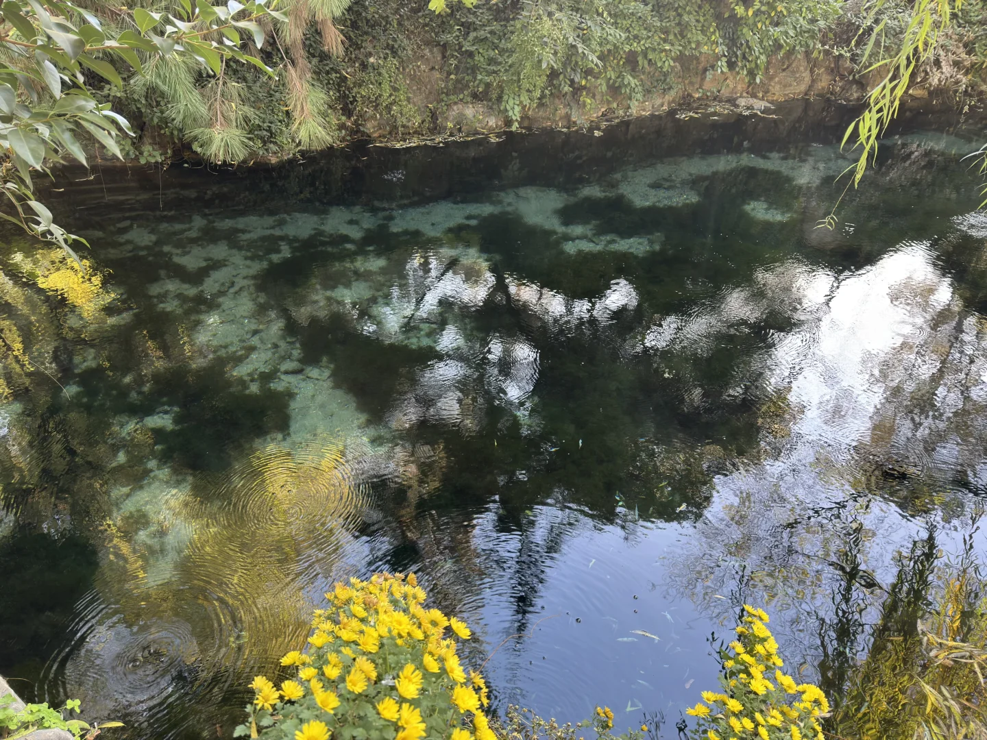 济南Day1，11.27趵突泉