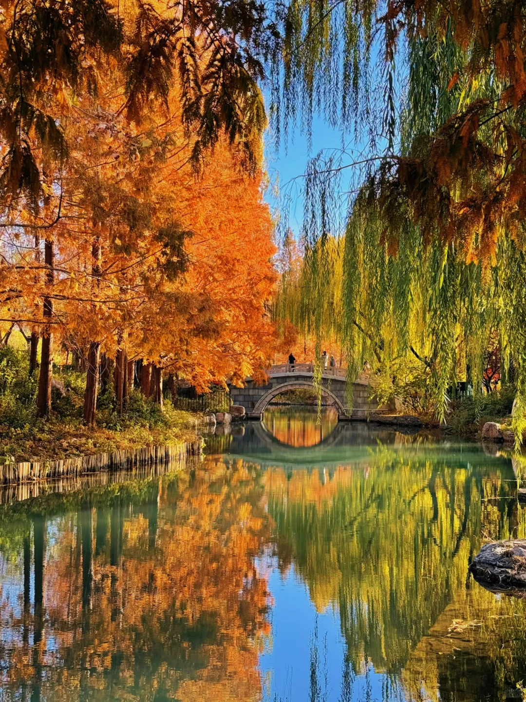 大明湖四象限景色正当时🍂（附位置）