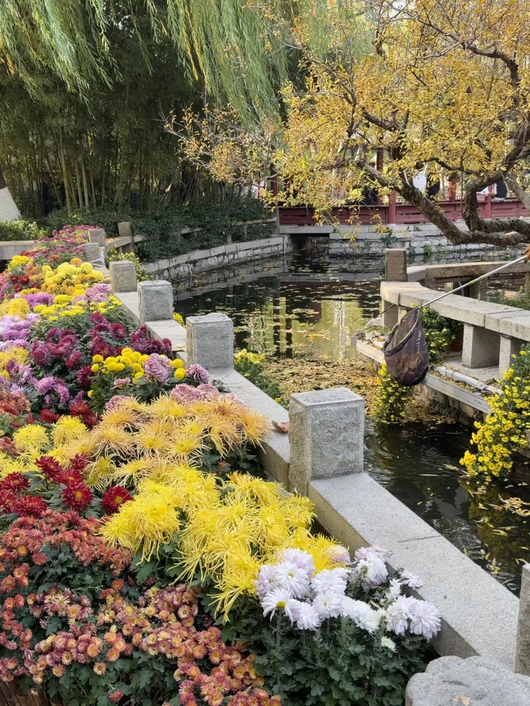 谁还没看趵突泉的菊花展，快去‼️