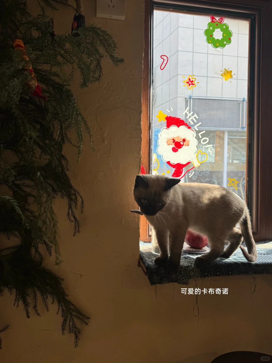 济南非常适合拍照的喵星人咖啡馆🐱