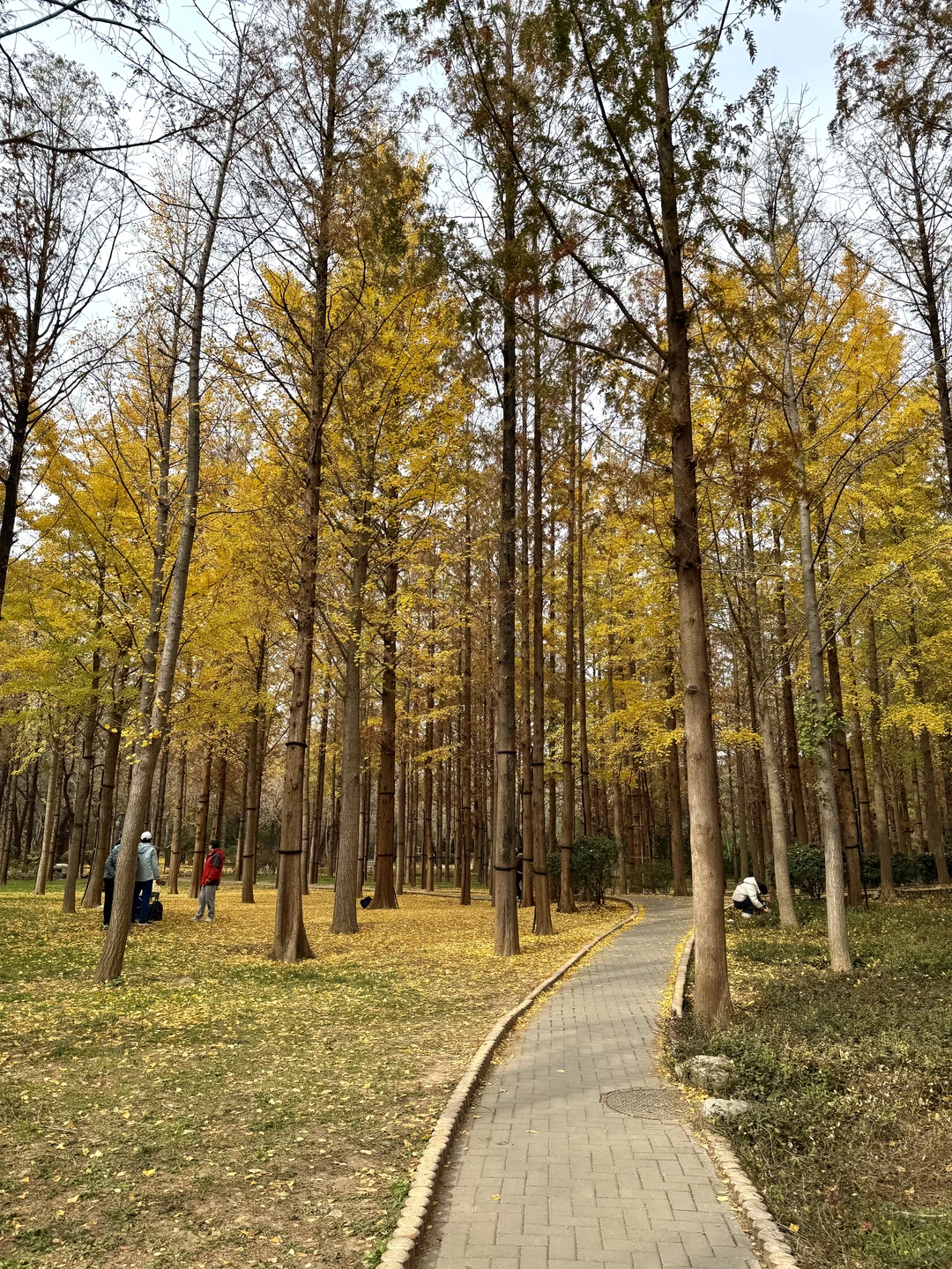 入秋，银杏叶落，满地金黄🍂