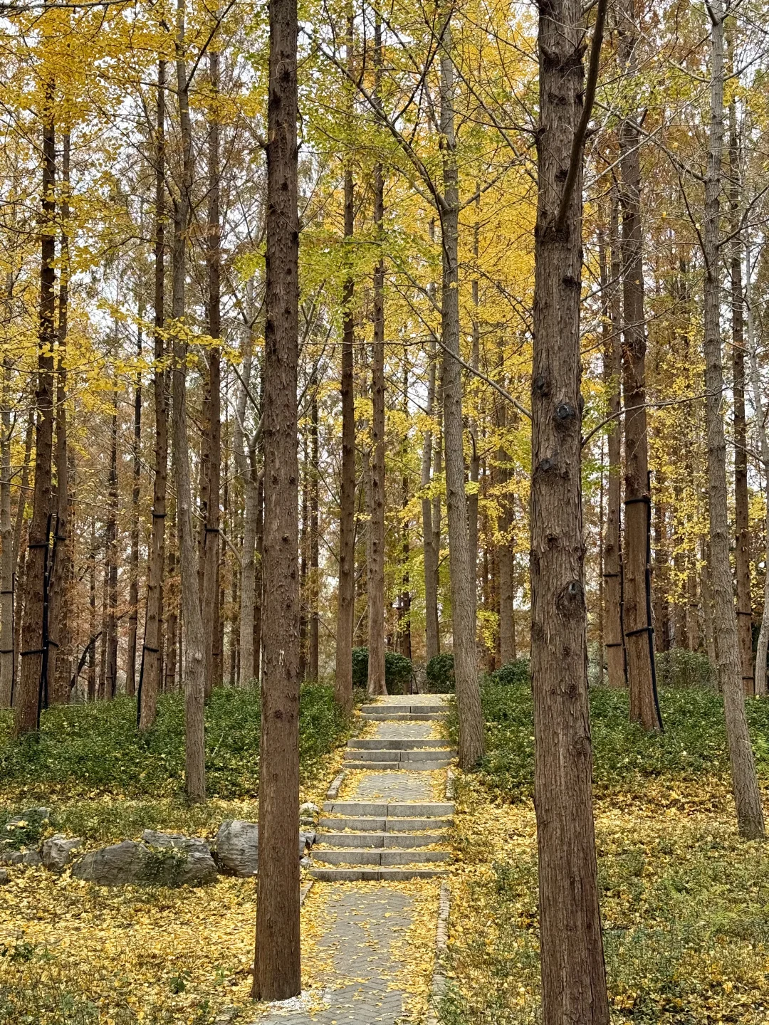 入秋，银杏叶落，满地金黄🍂