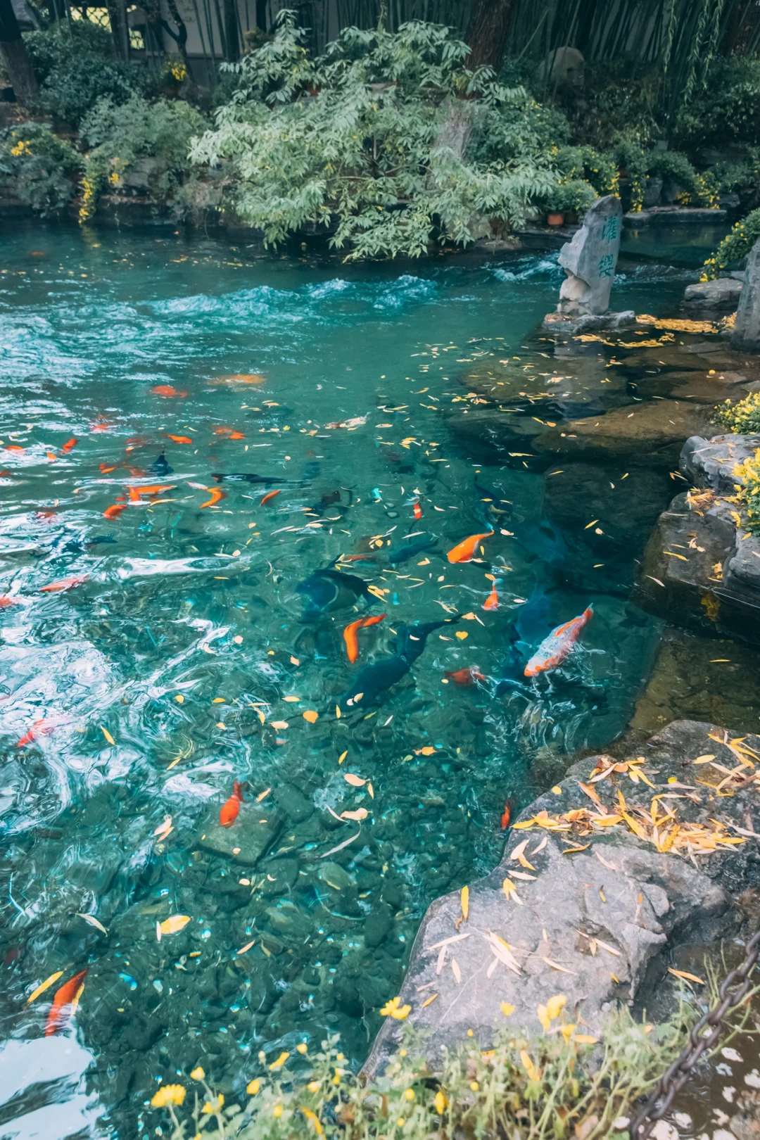 在老舍笔下的济南，拍到了秋日画卷