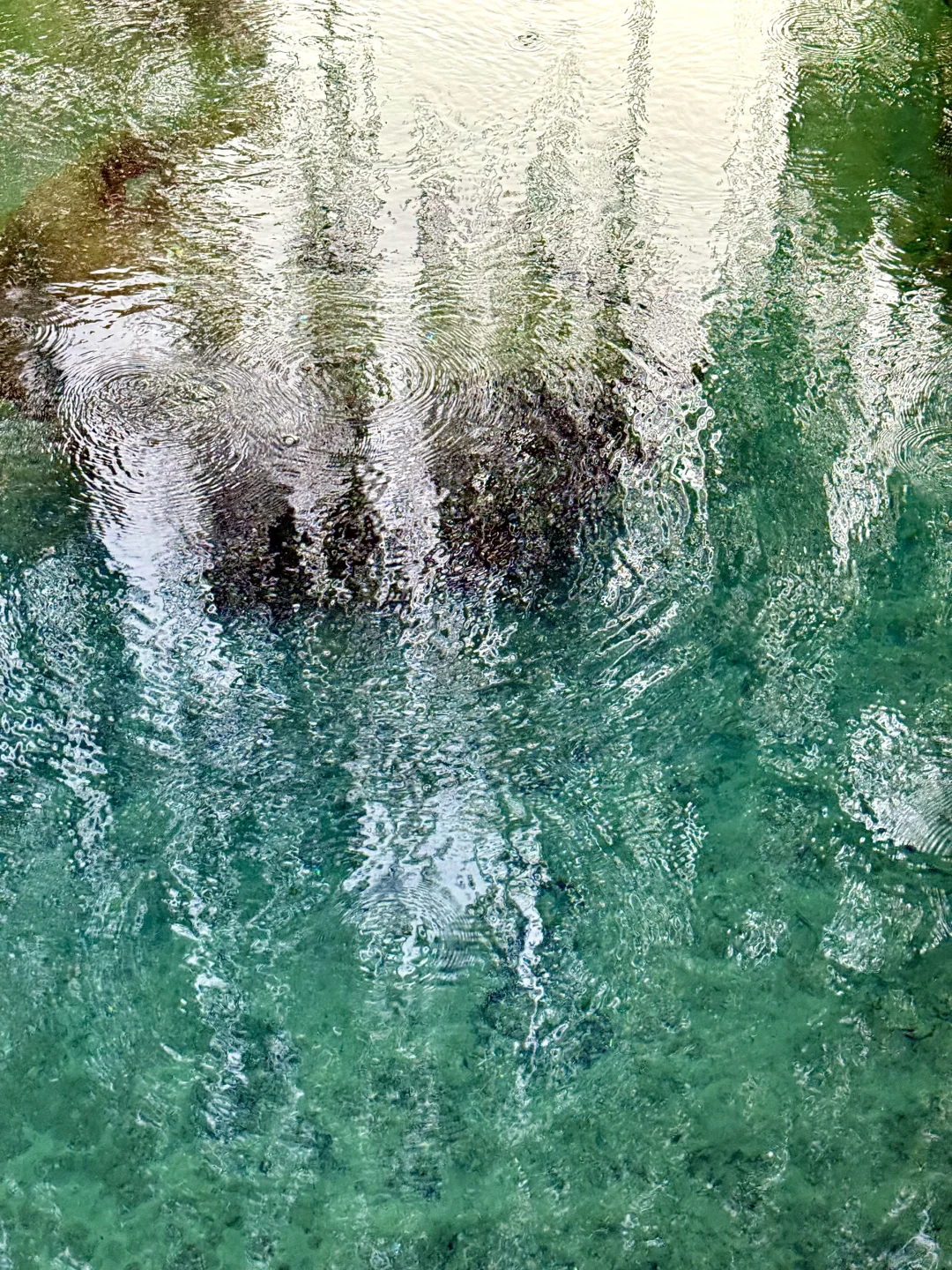 在济南🫧“清泉石上流”具像化了……