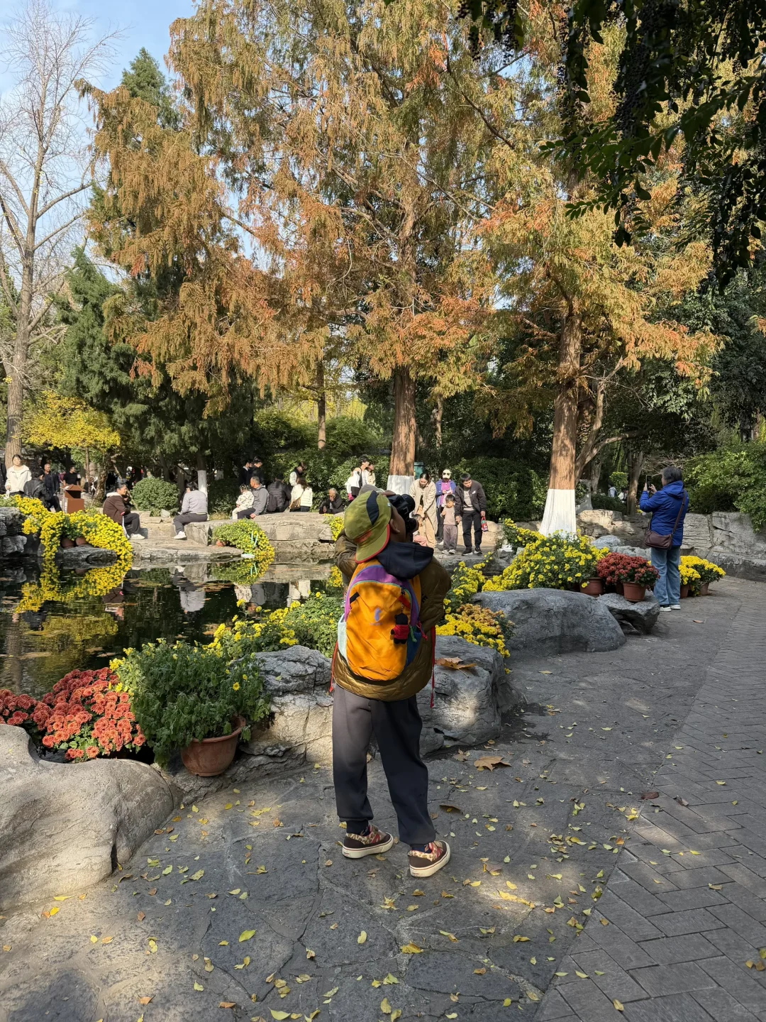 谁还没看趵突泉的菊花展，快去‼️