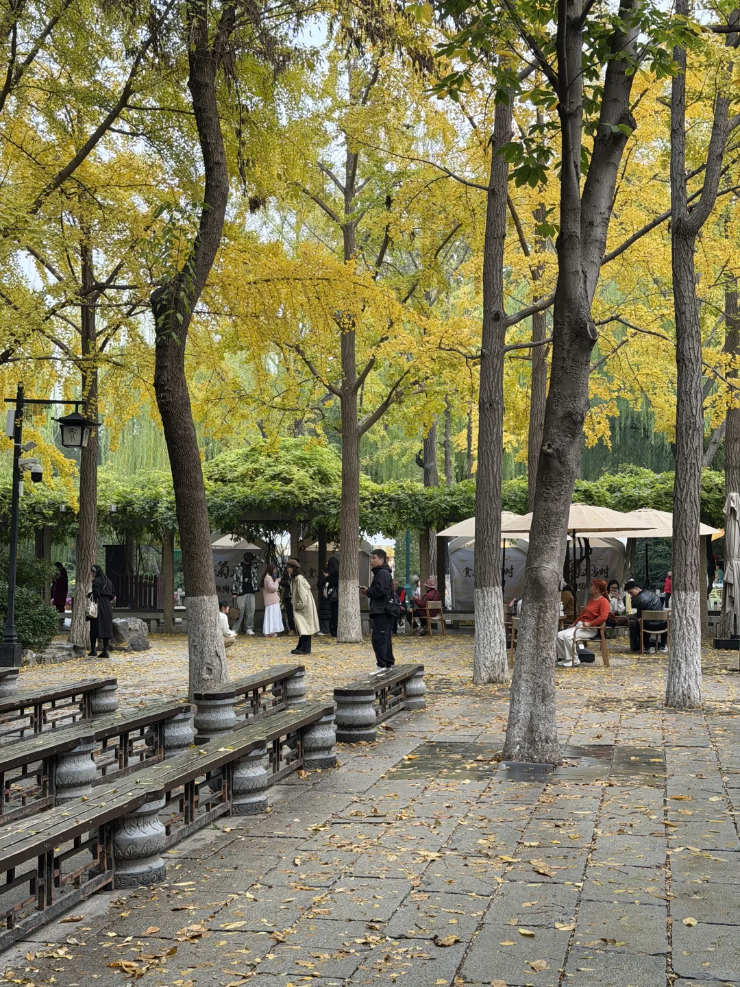 11月，趵突泉最新消息‼️要去济南的赶紧码住