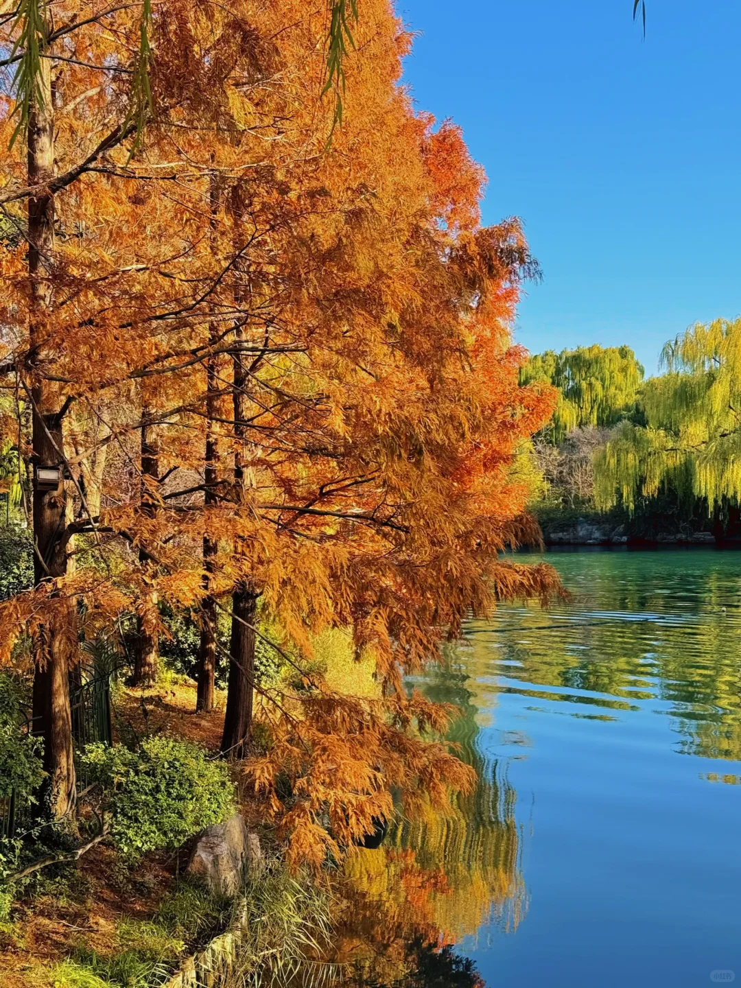 大明湖四象限景色正当时🍂（附位置）