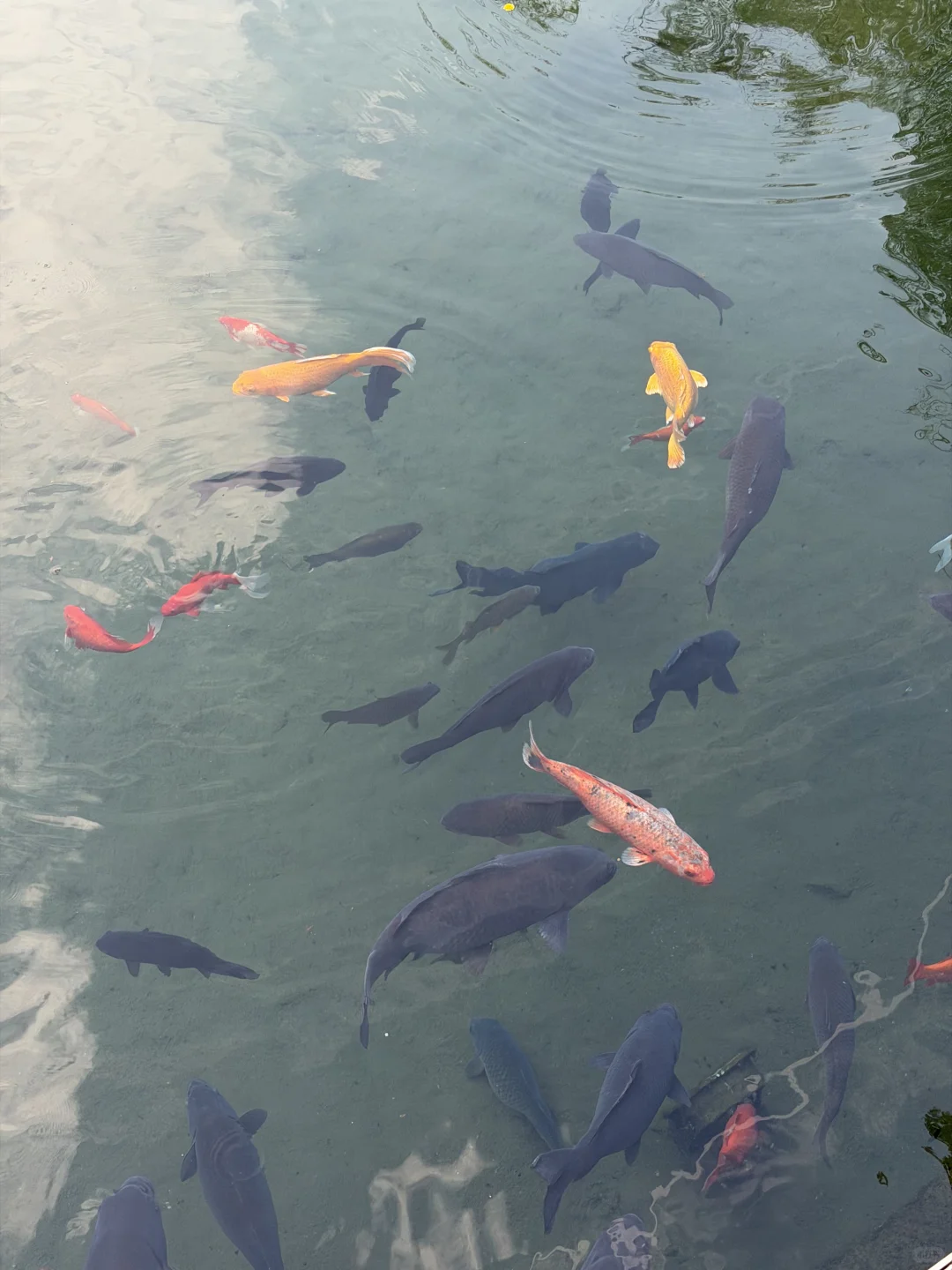 11月，趵突泉最新消息‼️要去济南的赶紧码住