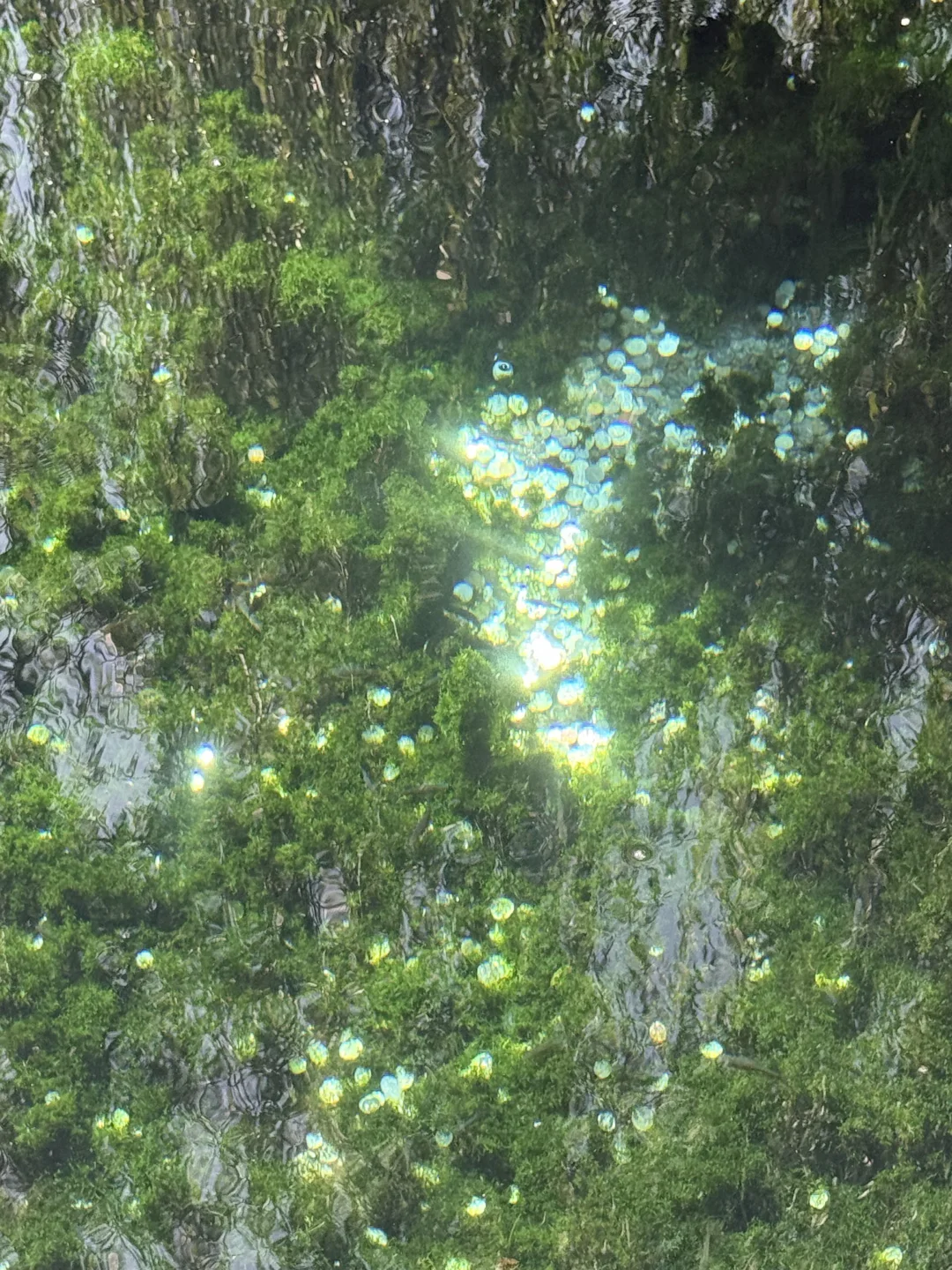 济南济南 周末小逛🪷