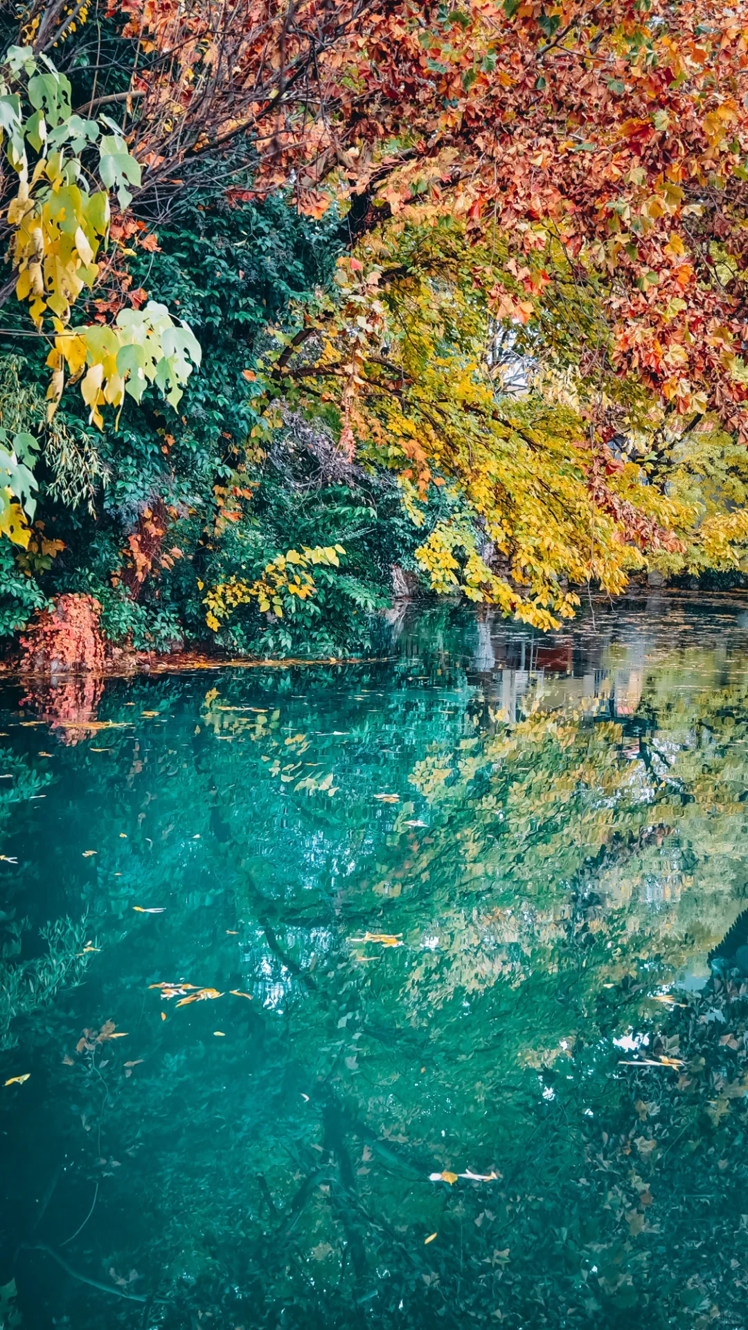 在老舍笔下的济南，拍到了秋日画卷