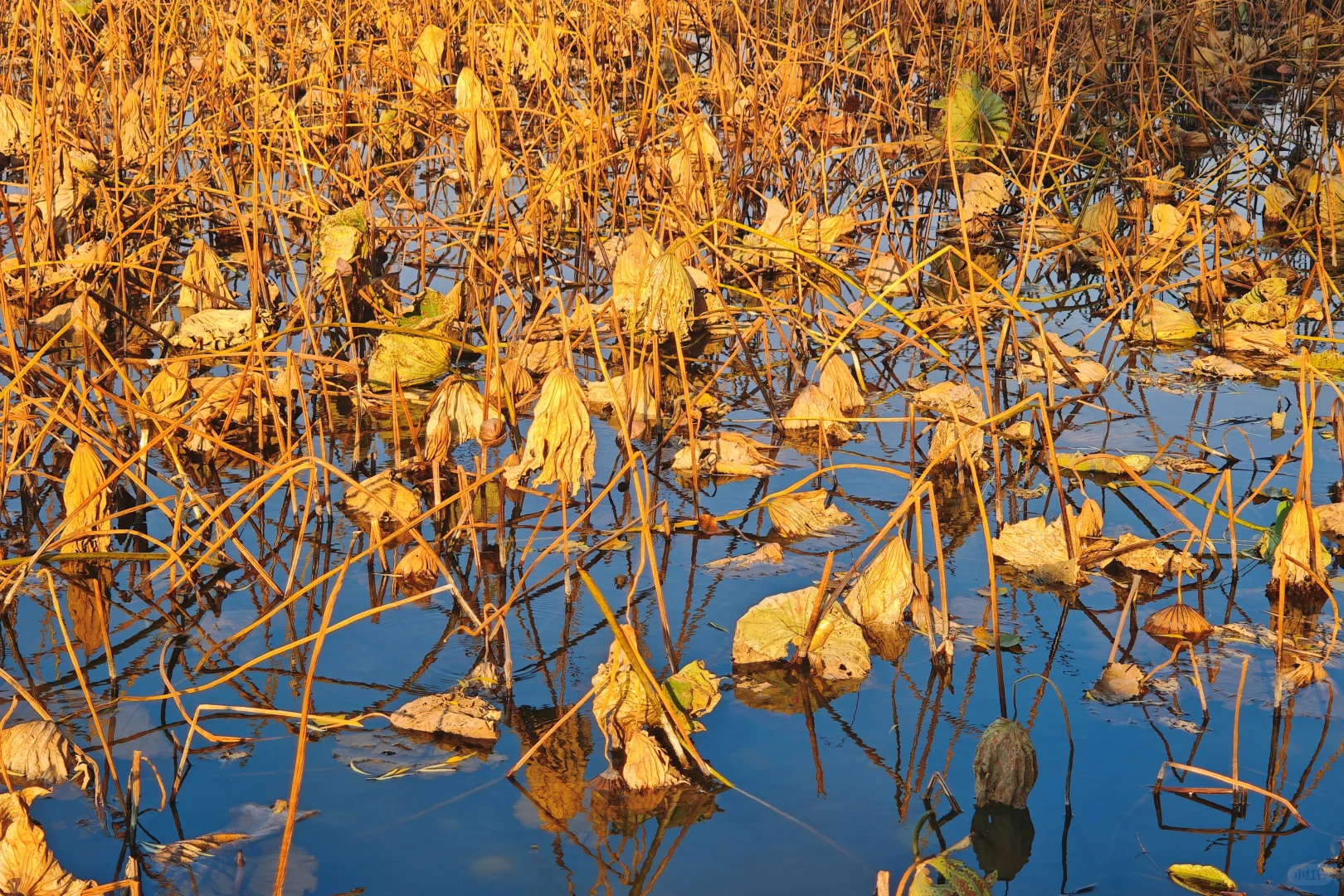 走一趟济南初冬的大明湖