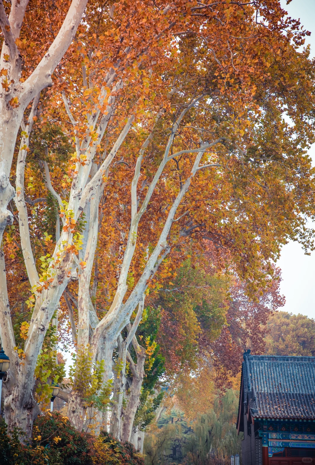 在老舍笔下的济南，拍到了秋日画卷
