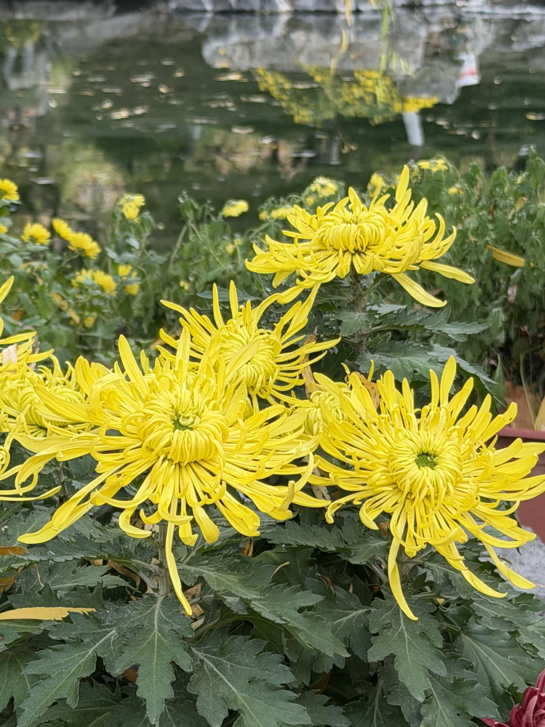 谁还没看趵突泉的菊花展，快去‼️