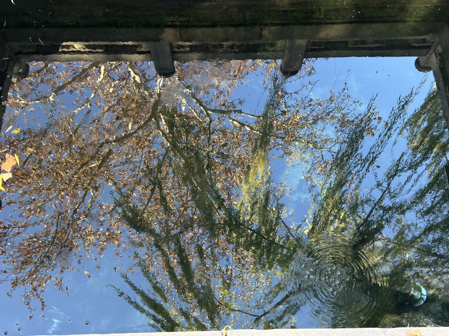 济南Day1，11.27趵突泉