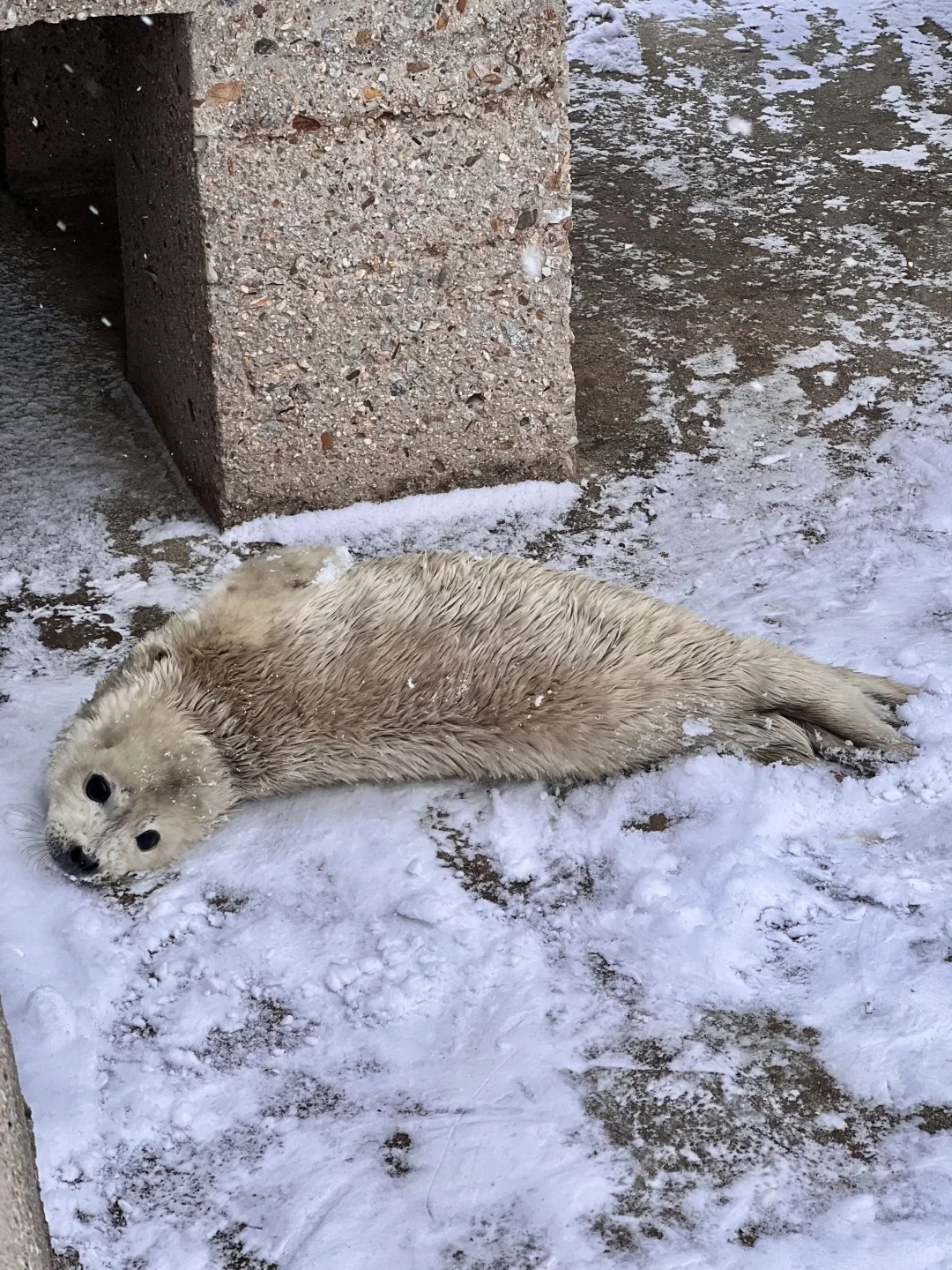 烟台11.26-12.3天气预报☀️及潮汐时间🌊