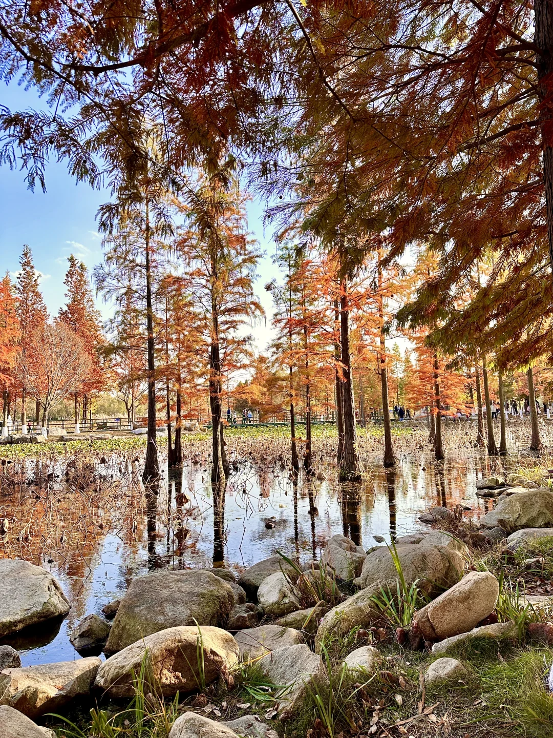 烟台 | 鱼鸟河公园🍁