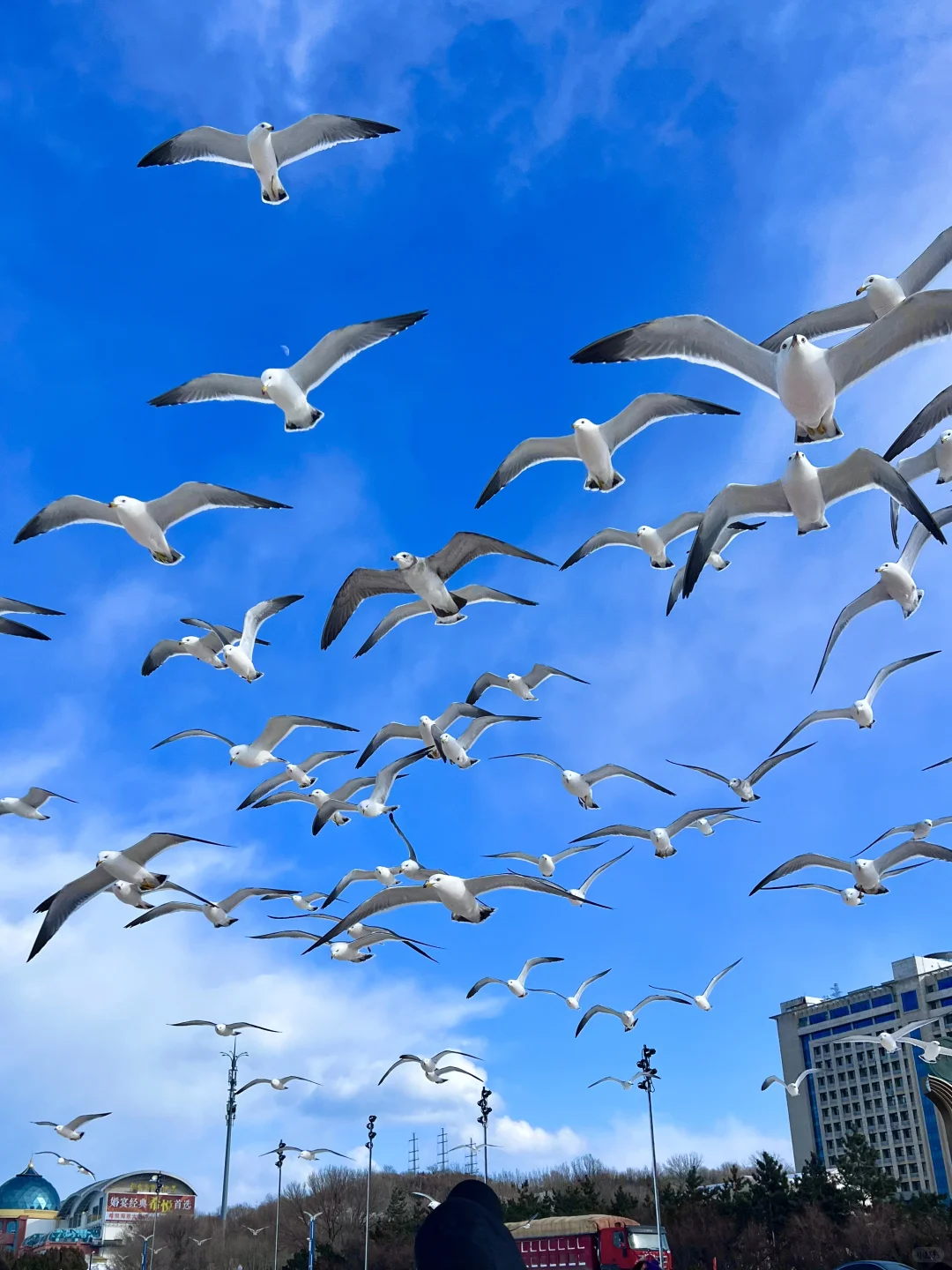 烟台11.26-12.3天气预报☀️及潮汐时间🌊