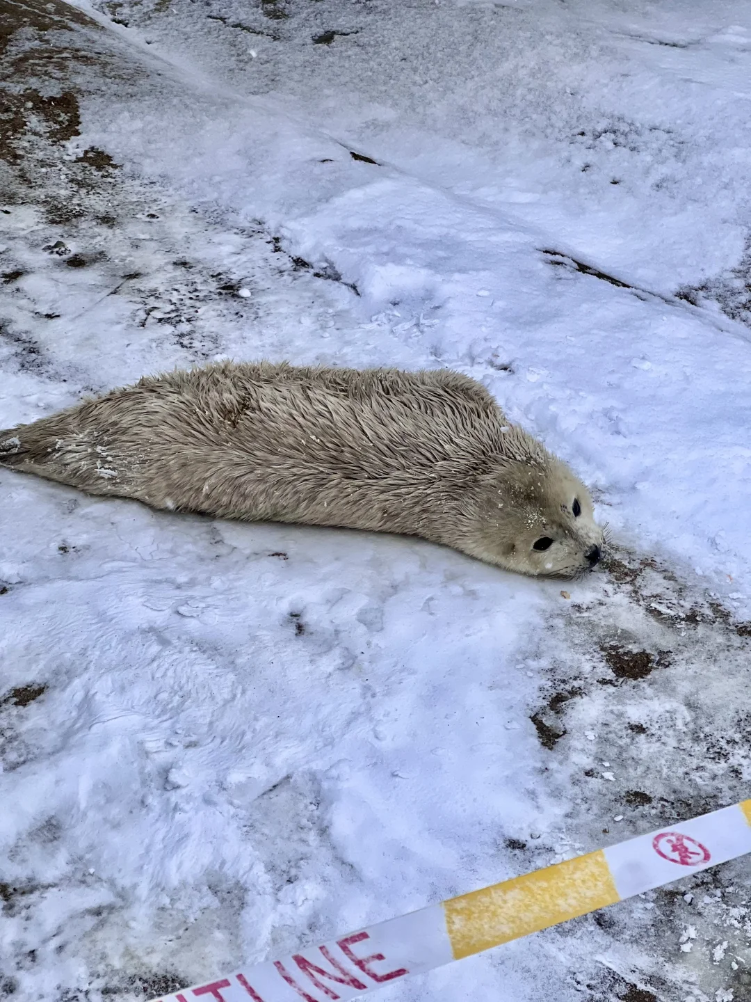 烟台11.17-11.24天气预报☀️及潮汐时间🌊