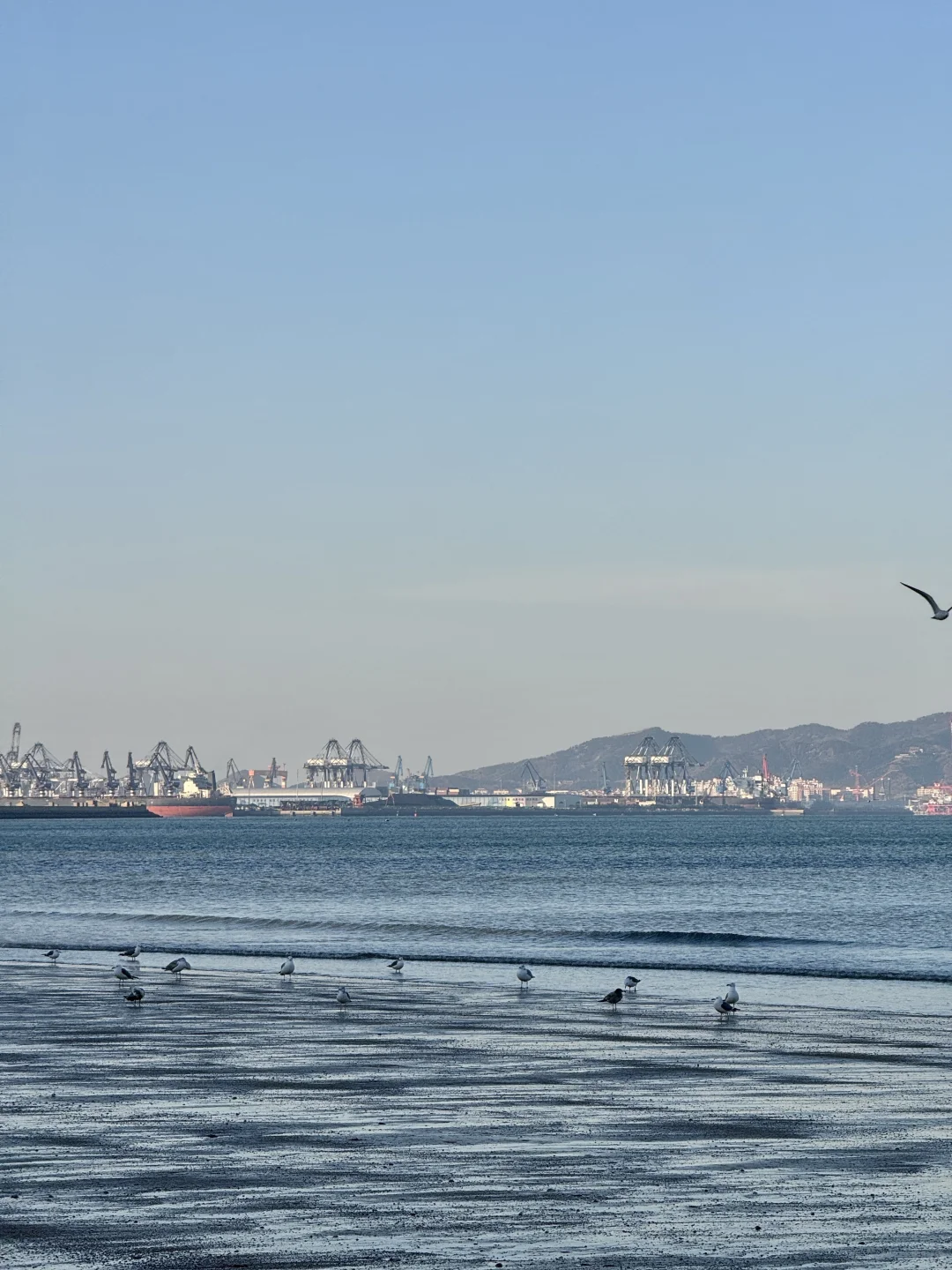 不吹🐂!今天烟台海边有一亿人看海鸥~🙋‍♀️