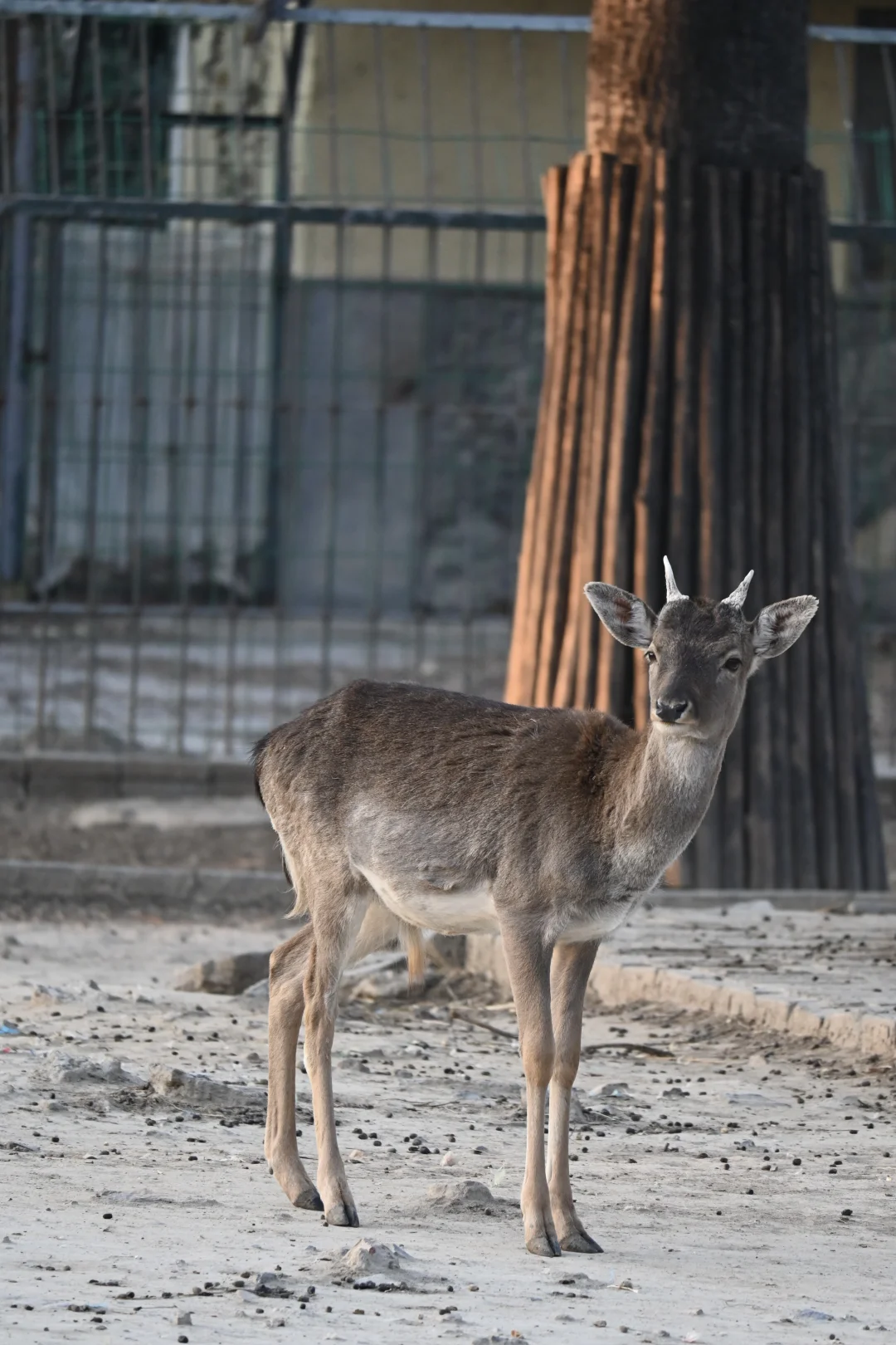 济南好去处07：济南动物园