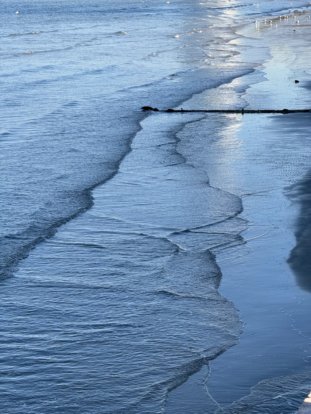 不吹🐂!今天烟台海边有一亿人看海鸥~🙋‍♀️