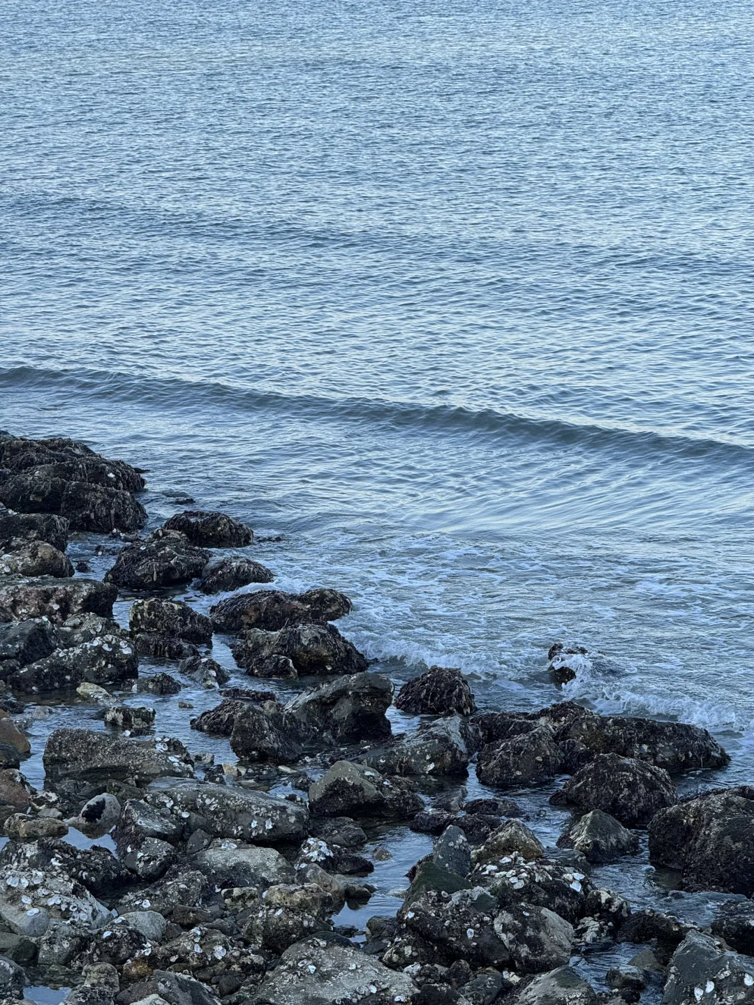 不吹🐂!今天烟台海边有一亿人看海鸥~🙋‍♀️