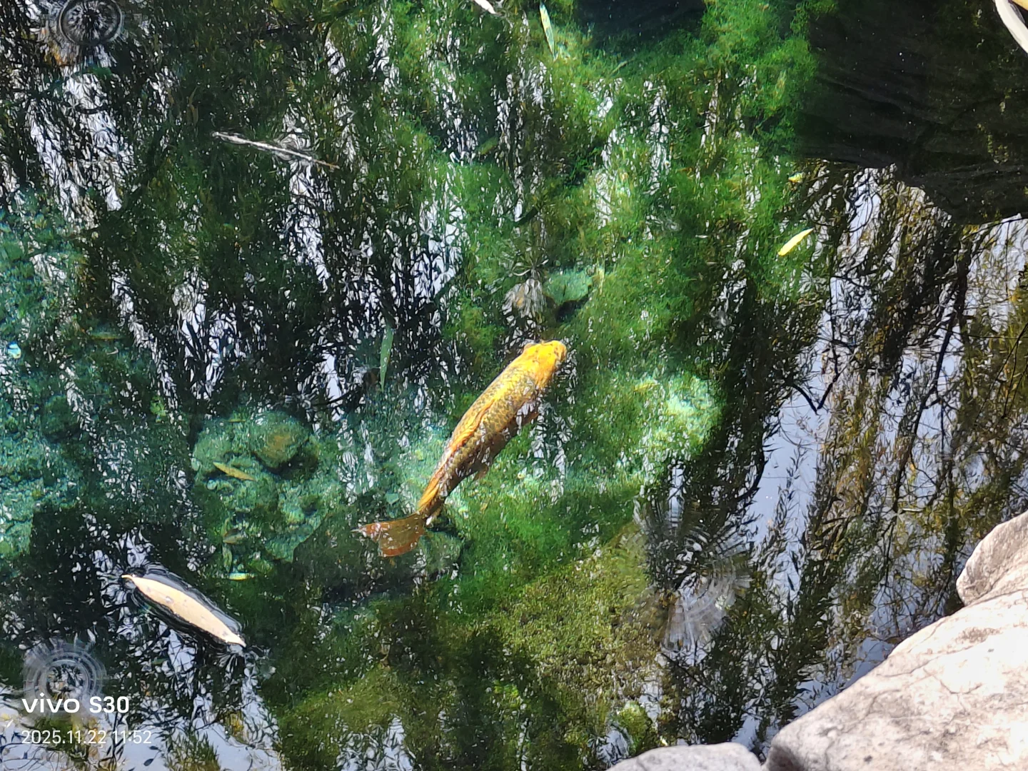 “济南的冬天是响晴的”