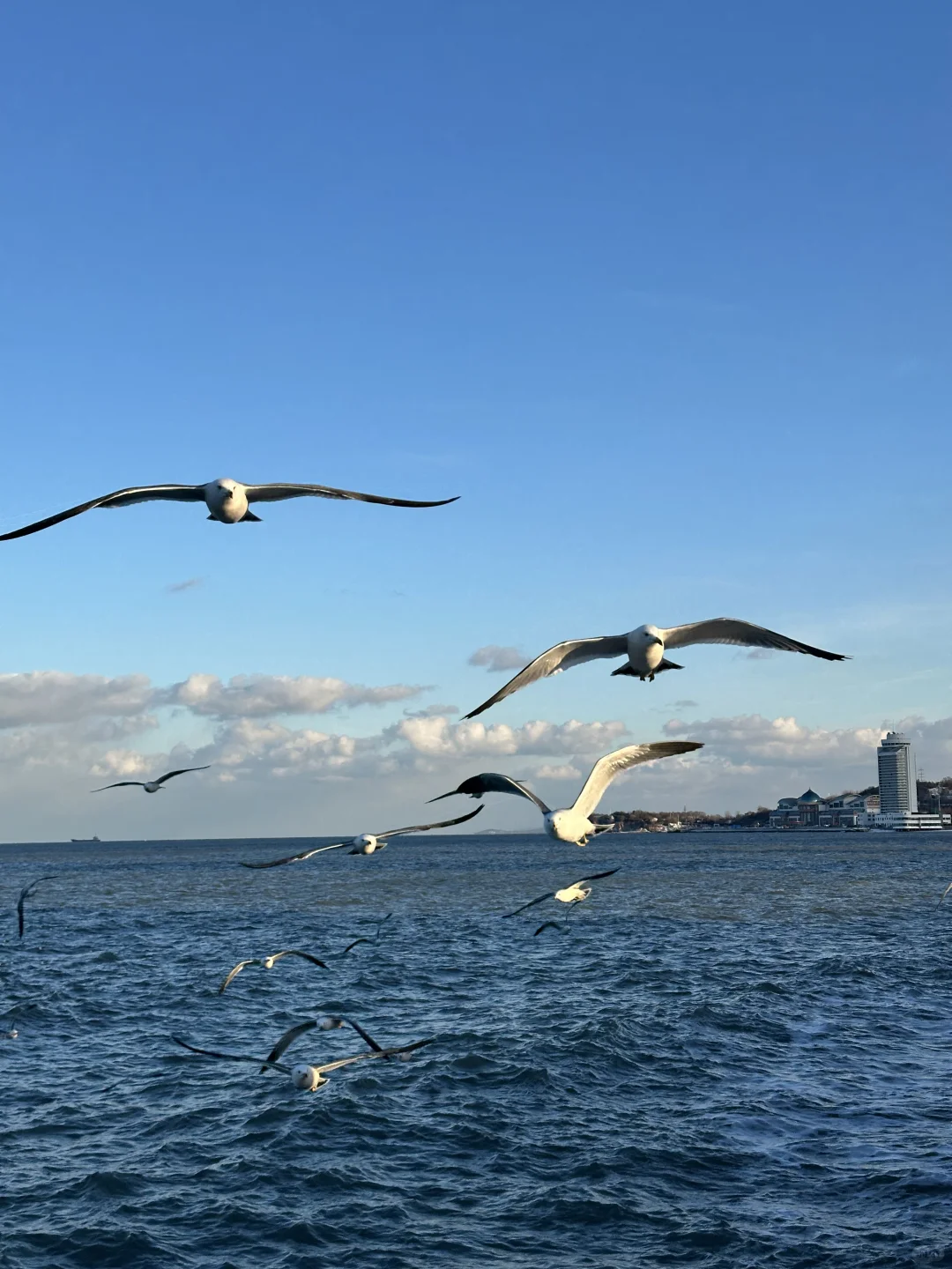 我想我会反复爱上烟台的冬天。。。。。