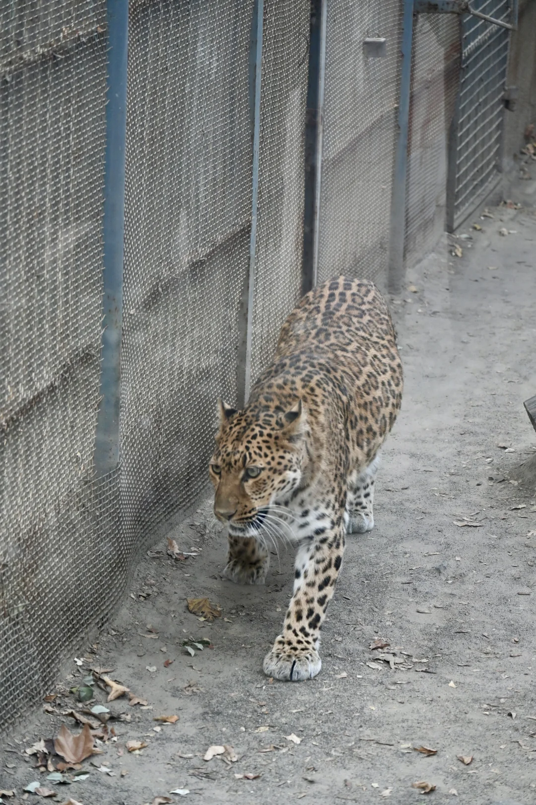 济南好去处07：济南动物园