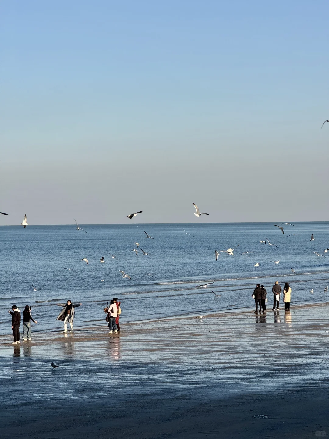 不吹🐂!今天烟台海边有一亿人看海鸥~🙋‍♀️