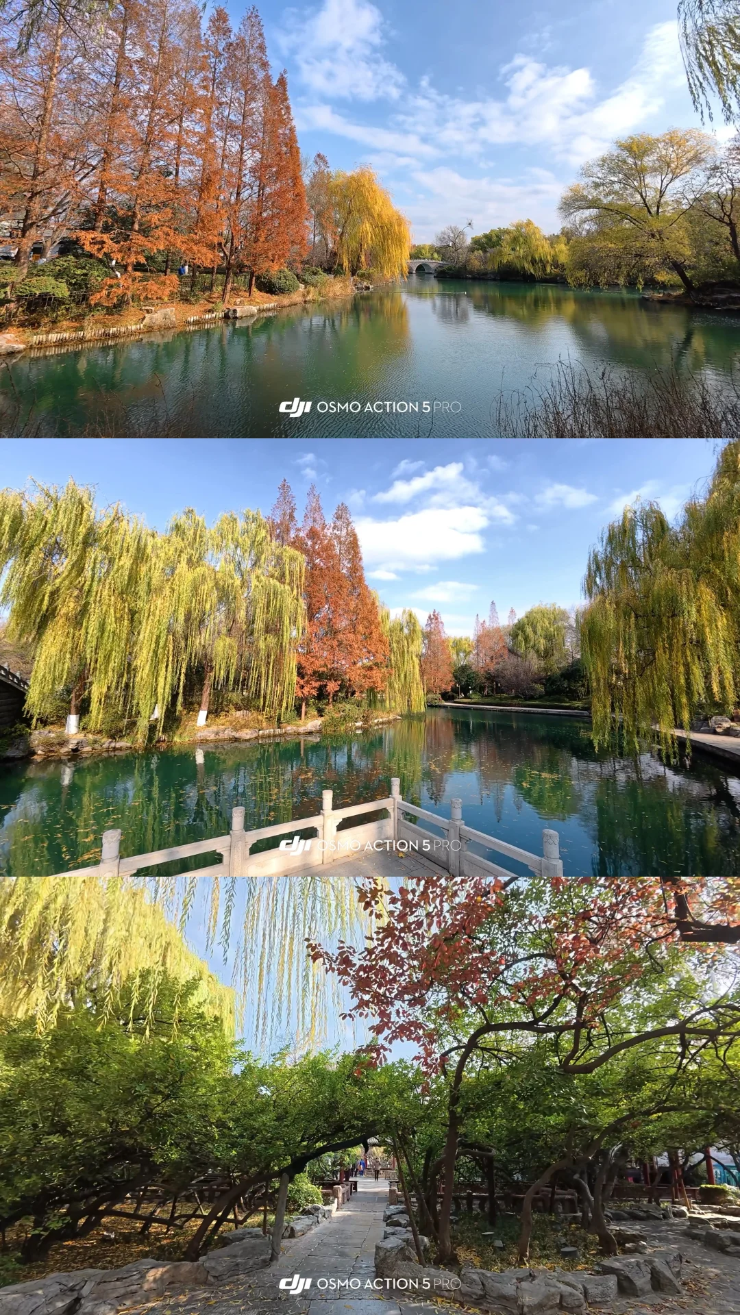 12.2济南 实况| 趵突泉+五龙潭+大明湖