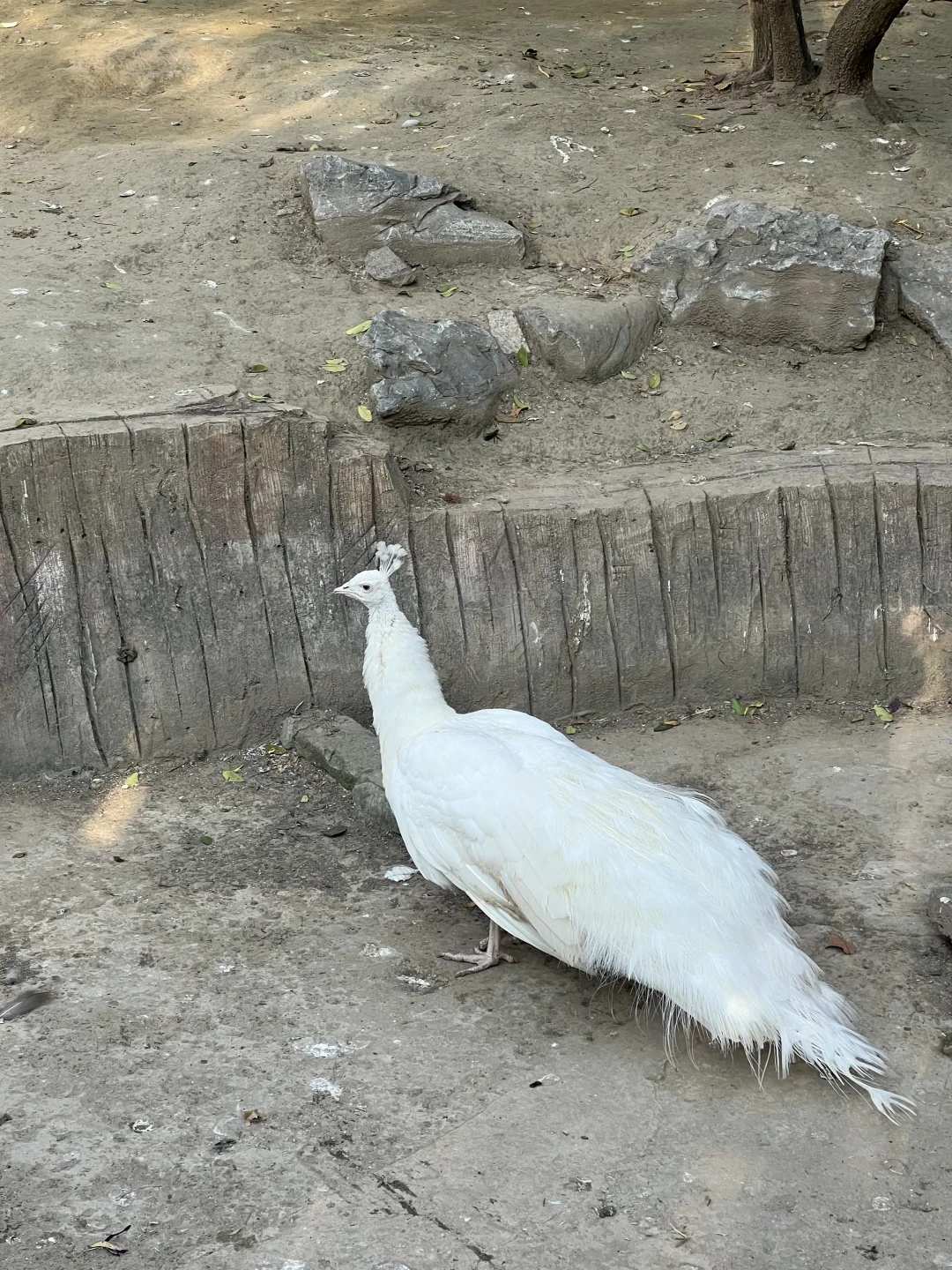 济南好去处07：济南动物园