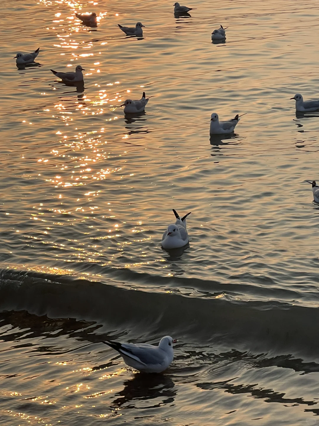 好想再去一次青岛