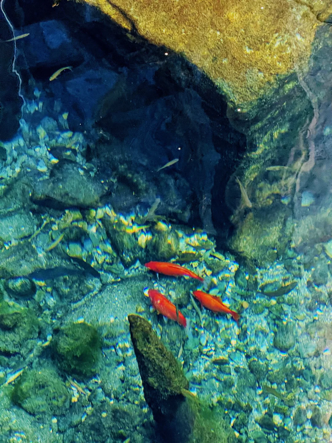 这济南可太美了！