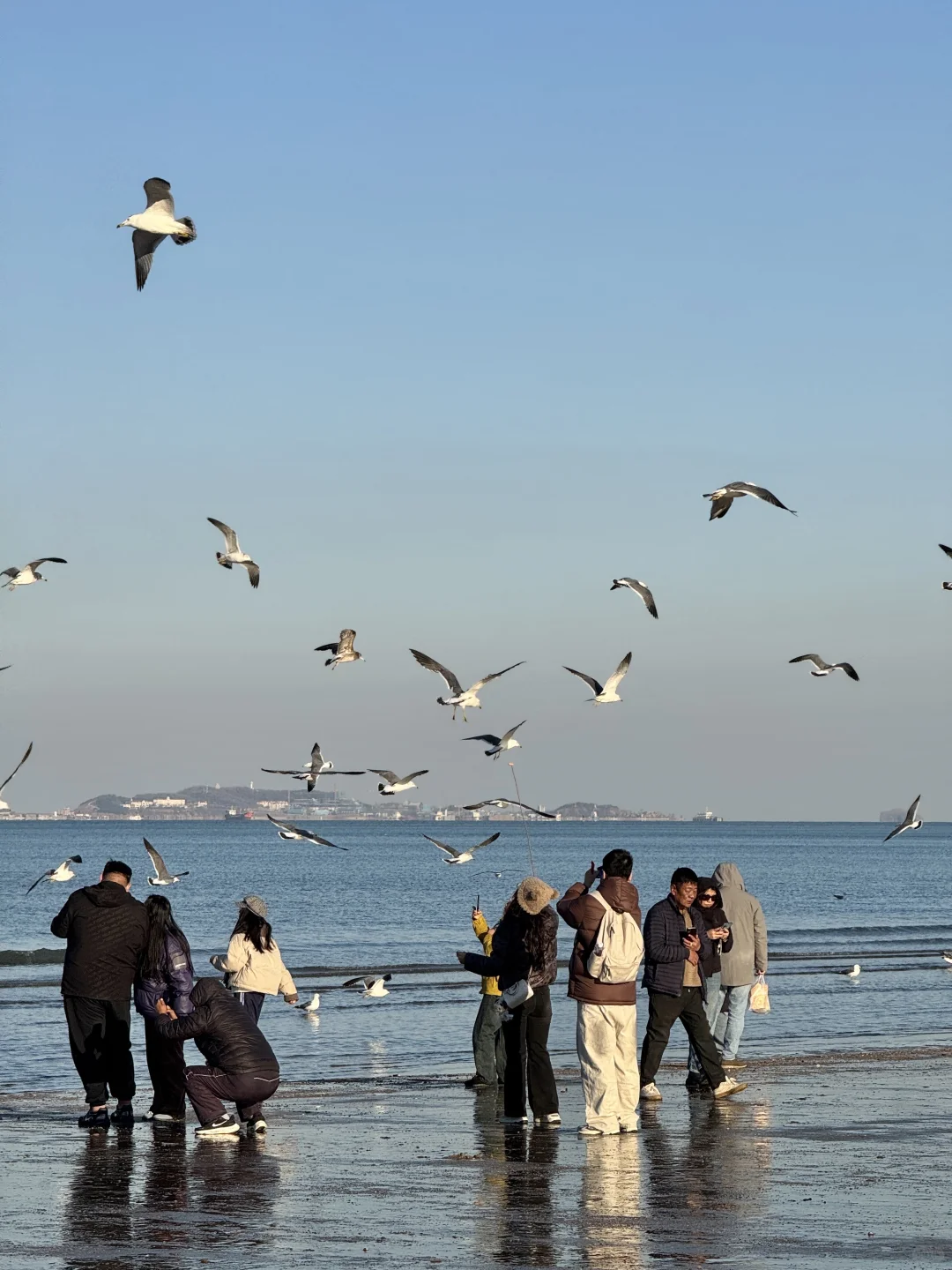 不吹🐂!今天烟台海边有一亿人看海鸥~🙋‍♀️