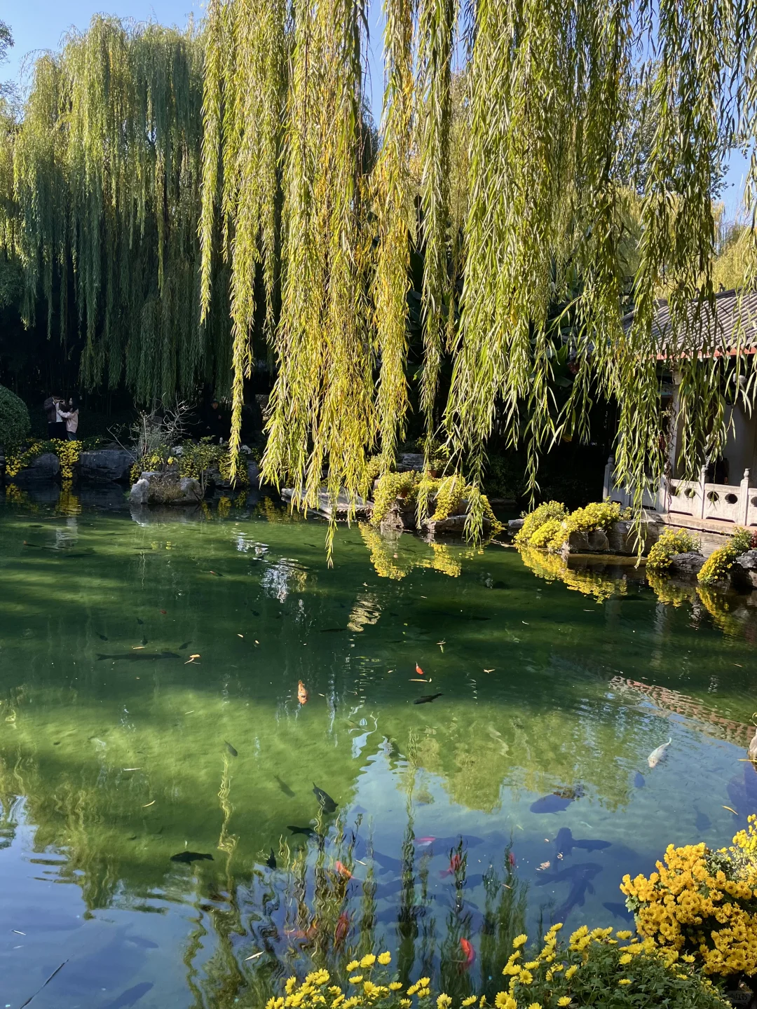 老舍严选的济南美成啥样了