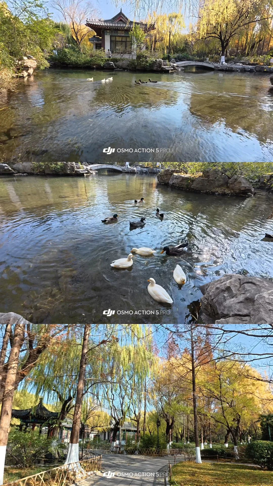 12.2济南 实况| 趵突泉+五龙潭+大明湖