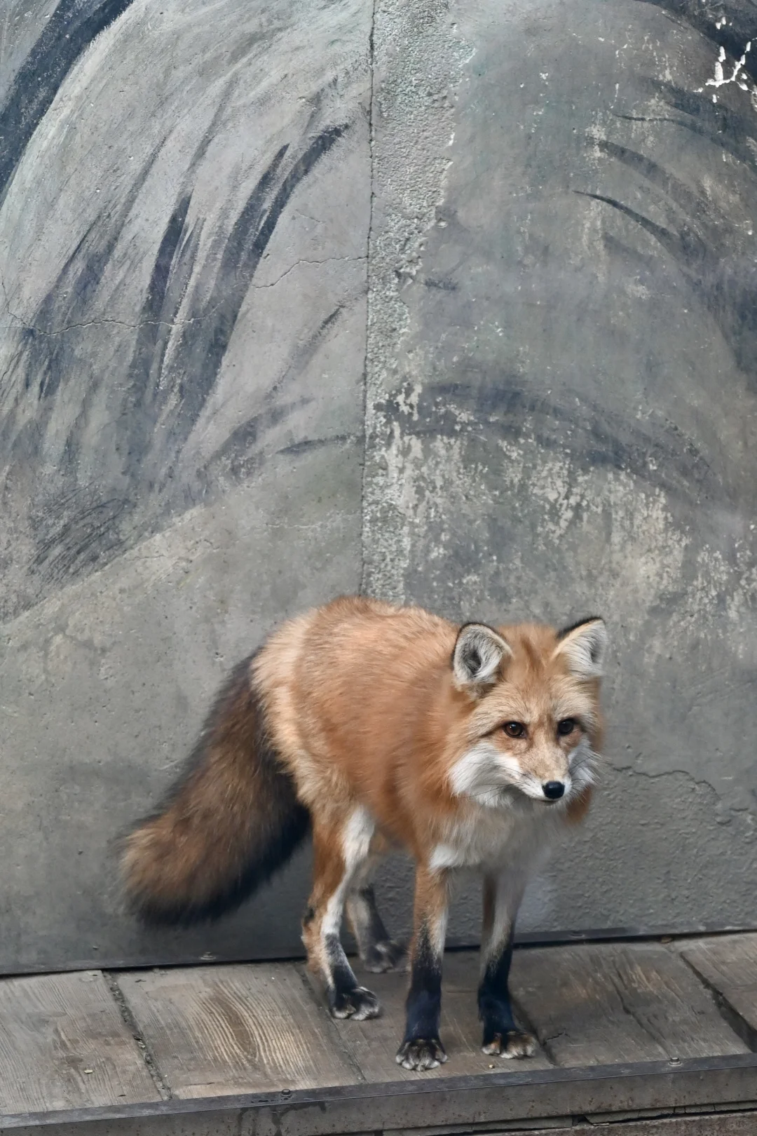 济南好去处07：济南动物园