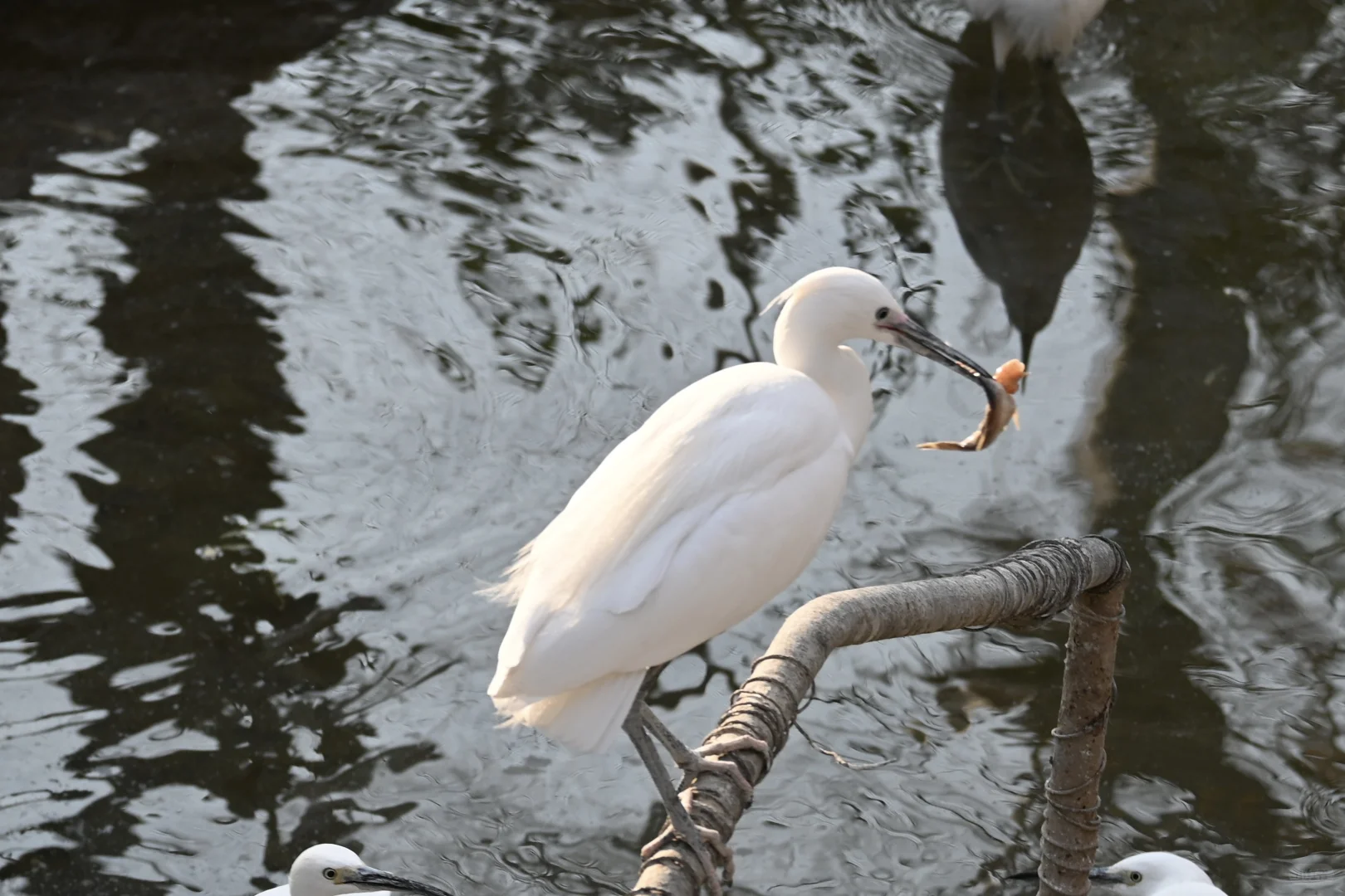济南好去处07：济南动物园