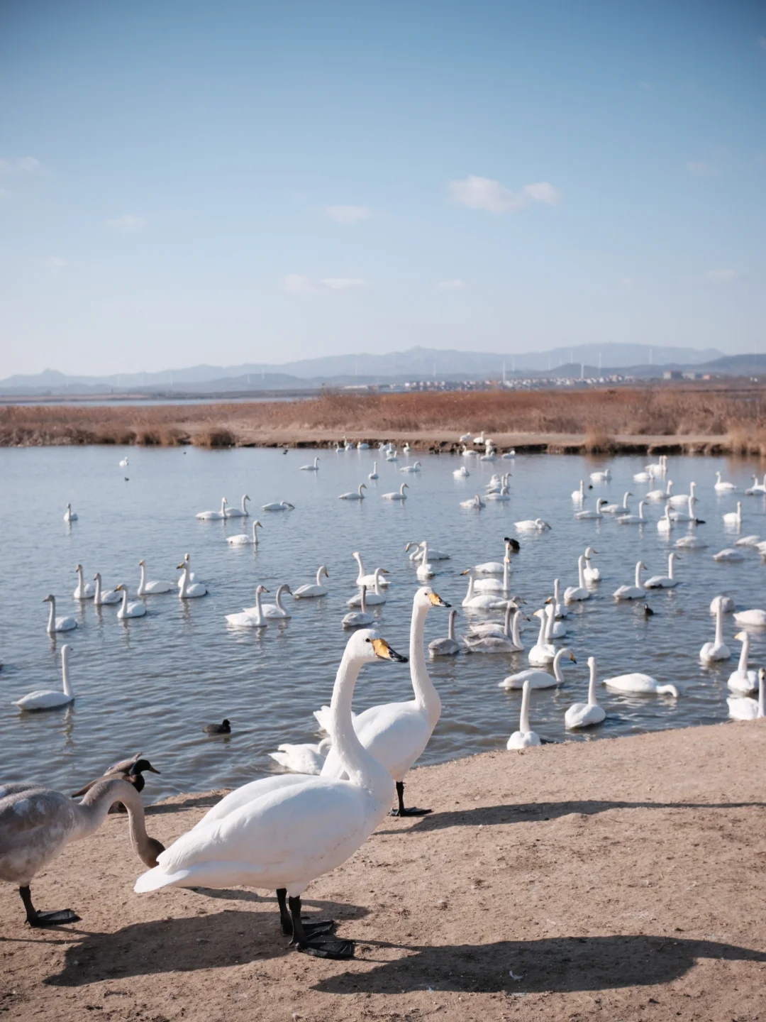 跨年攻略｜青岛出发威海2天人均💰800