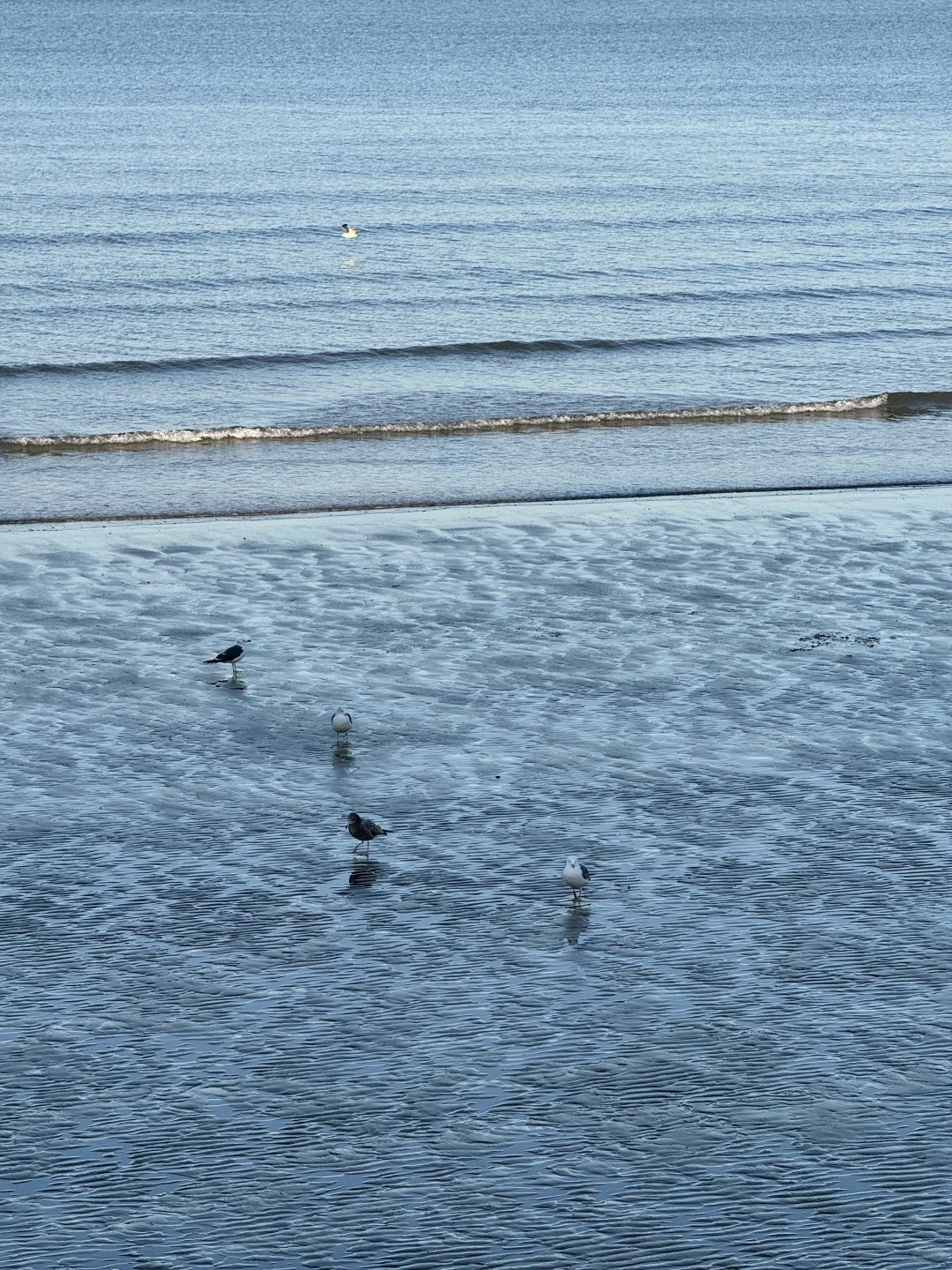 不吹🐂!今天烟台海边有一亿人看海鸥~🙋‍♀️
