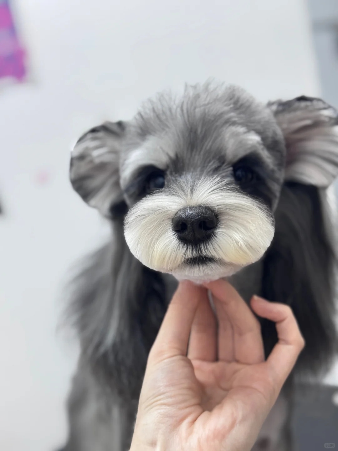 雪纳瑞造型｜青岛宠物店