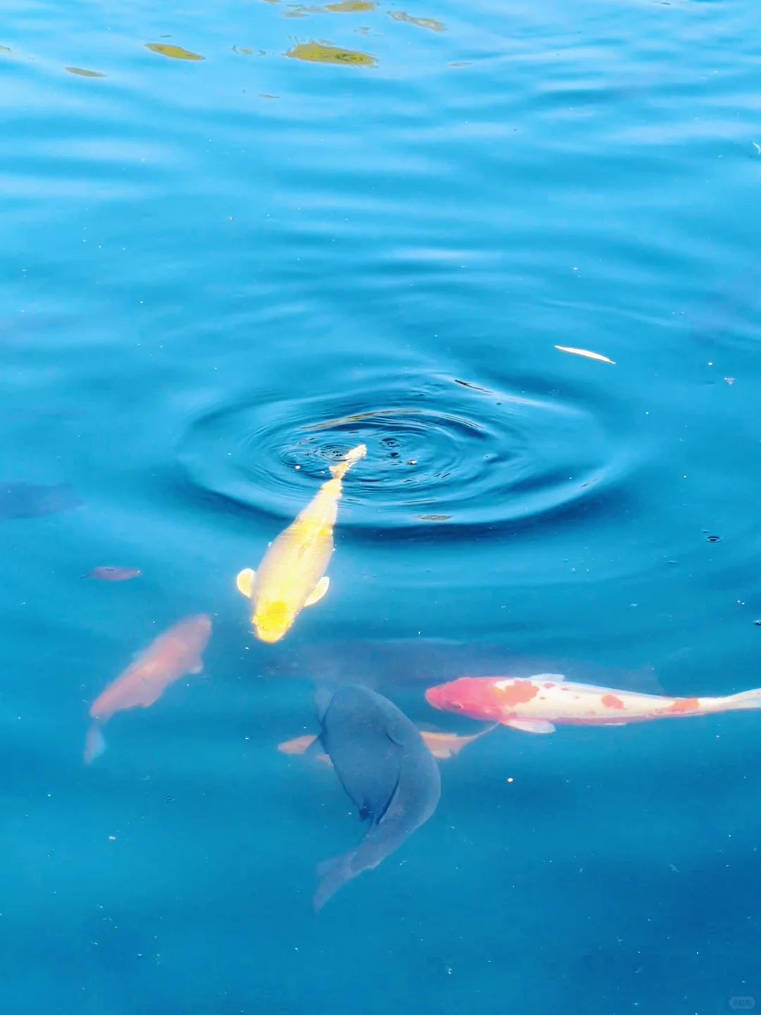 这济南可太美了！