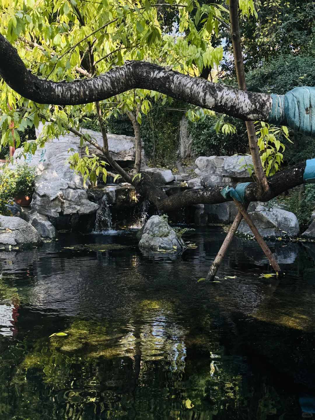 旅行｜冬天请一定来一趟济南听泉